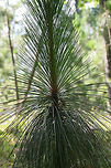 Longleaf Pine (Pinus palustris) ENDANGERED. Growing in a conservation community on the Berry College campus in Rome, Georgia. Several areas have been set aside for longleaf pine ecosystem restoration. <br />
<br />
Before European settlement, longleaf habitats took up nearly 360,000 km2 of the southeastern US. Habitats have been reduced to around 4% of that since then. The disappearance of the longleaf can be attributed to overharvesting and conversion of land to either urban communities, agricultural lands, or industrial pine plantations. Longleaf pines are more resistant to diseases and pests (like the Southern Pine Beetle) but are quickly being replaced by monocultures of Loblolly or Slash pines. Restoration of longleaf ecosystems could also reduce the chances of destructive wildfires as stands are often maintained with prescribed burns. <br />
<br />
https://www.jungledragon.com/image/62963/longleaf_pines_pinus_palustris.html<br />
https://www.jungledragon.com/image/62964/longleaf_pines_pinus_palustris.html<br />
<br />
More information on the project and visiting the college campus is here:<br />
https://www.berry.edu/academics/mathsci/longleaf/<br />
https://www.berry.edu/uploadedFiles/Website/Academics/School_-_Math_and_Science/Departments/Biology/Longleaf_Pine_Project/_Assets/Documents/General Longleaf Pine Project Presentation.pdf<br />
Geotagged,Longleaf pine,Pinus palustris,Summer,United States,conservation,endangered,endangered species,pine,pine tree,pinus,tree