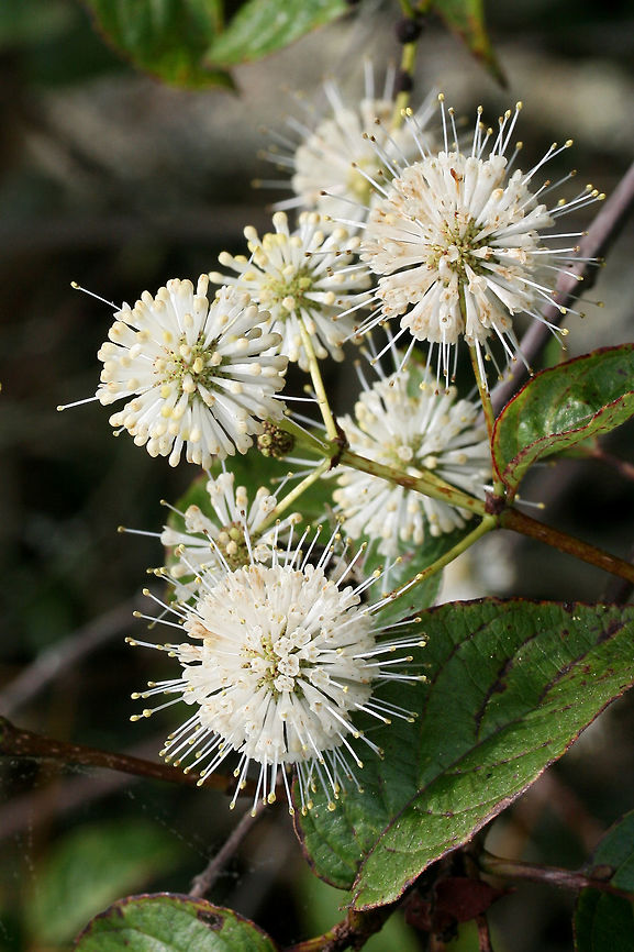 Buttonbush (Cephalanthus occidentalis) Growing in a wetland/marsh in NW Georgia (Gwinnett County), GA.<br />
<figure class="photo"><a href="https://www.jungledragon.com/image/62999/buttonbush_cephalanthus_occidentalis.html" title="Buttonbush (Cephalanthus occidentalis)"><img src="https://s3.amazonaws.com/media.jungledragon.com/images/3231/62999_thumb.jpg?AWSAccessKeyId=05GMT0V3GWVNE7GGM1R2&Expires=1770854410&Signature=MIv7WeBWwhcTEnL7IXrRo93jdio%3D" width="200" height="134" alt="Buttonbush (Cephalanthus occidentalis) Growing in a wetland/marsh in NW Georgia (Gwinnett County), GA.<br />
https://www.jungledragon.com/image/62998/buttonbush_cephalanthus_occidentalis.html<br />
https://www.jungledragon.com/image/63000/buttonbush_cephalanthus_occidentalis.html Buttonbush,Cephalanthus occidentalis,Geotagged,Summer,United States,wetland,wetlands" /></a></figure><br />
<figure class="photo"><a href="https://www.jungledragon.com/image/63000/buttonbush_cephalanthus_occidentalis.html" title="Buttonbush (Cephalanthus occidentalis)"><img src="https://s3.amazonaws.com/media.jungledragon.com/images/3231/63000_thumb.jpg?AWSAccessKeyId=05GMT0V3GWVNE7GGM1R2&Expires=1770854410&Signature=%2FYmBM4liey7TiYmBX5AcJcZaEm0%3D" width="200" height="134" alt="Buttonbush (Cephalanthus occidentalis) Growing in a wetland/marsh in NW Georgia (Gwinnett County), GA.<br />
https://www.jungledragon.com/image/62998/buttonbush_cephalanthus_occidentalis.html<br />
https://www.jungledragon.com/image/62999/buttonbush_cephalanthus_occidentalis.html Buttonbush,Cephalanthus occidentalis,Geotagged,Summer,United States" /></a></figure> Buttonbush,Cephalanthus occidentalis,Geotagged,Summer,United States,wetland,wetlands