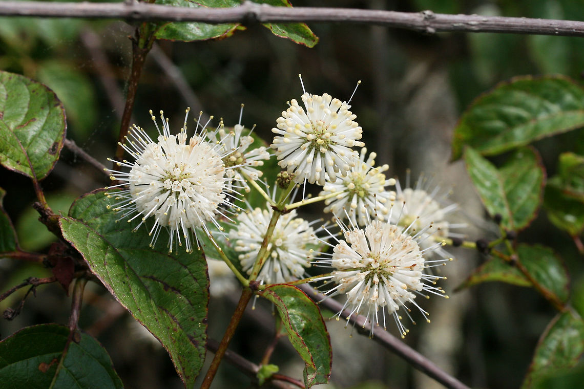 Buttonbush (Cephalanthus occidentalis) Growing in a wetland/marsh in NW Georgia (Gwinnett County), GA.<br />
<figure class="photo"><a href="https://www.jungledragon.com/image/62998/buttonbush_cephalanthus_occidentalis.html" title="Buttonbush (Cephalanthus occidentalis)"><img src="https://s3.amazonaws.com/media.jungledragon.com/images/3231/62998_thumb.jpg?AWSAccessKeyId=05GMT0V3GWVNE7GGM1R2&Expires=1770854410&Signature=1ClhkEJRxZDRb%2FCmDTBfSDYSiQg%3D" width="102" height="152" alt="Buttonbush (Cephalanthus occidentalis) Growing in a wetland/marsh in NW Georgia (Gwinnett County), GA.<br />
https://www.jungledragon.com/image/62999/buttonbush_cephalanthus_occidentalis.html<br />
https://www.jungledragon.com/image/63000/buttonbush_cephalanthus_occidentalis.html Buttonbush,Cephalanthus occidentalis,Geotagged,Summer,United States,wetland,wetlands" /></a></figure><br />
<figure class="photo"><a href="https://www.jungledragon.com/image/63000/buttonbush_cephalanthus_occidentalis.html" title="Buttonbush (Cephalanthus occidentalis)"><img src="https://s3.amazonaws.com/media.jungledragon.com/images/3231/63000_thumb.jpg?AWSAccessKeyId=05GMT0V3GWVNE7GGM1R2&Expires=1770854410&Signature=%2FYmBM4liey7TiYmBX5AcJcZaEm0%3D" width="200" height="134" alt="Buttonbush (Cephalanthus occidentalis) Growing in a wetland/marsh in NW Georgia (Gwinnett County), GA.<br />
https://www.jungledragon.com/image/62998/buttonbush_cephalanthus_occidentalis.html<br />
https://www.jungledragon.com/image/62999/buttonbush_cephalanthus_occidentalis.html Buttonbush,Cephalanthus occidentalis,Geotagged,Summer,United States" /></a></figure> Buttonbush,Cephalanthus occidentalis,Geotagged,Summer,United States,wetland,wetlands