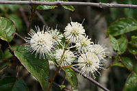 Buttonbush (Cephalanthus occidentalis) Growing in a wetland/marsh in NW Georgia (Gwinnett County), GA.<br />
https://www.jungledragon.com/image/62998/buttonbush_cephalanthus_occidentalis.html<br />
https://www.jungledragon.com/image/63000/buttonbush_cephalanthus_occidentalis.html Buttonbush,Cephalanthus occidentalis,Geotagged,Summer,United States,wetland,wetlands