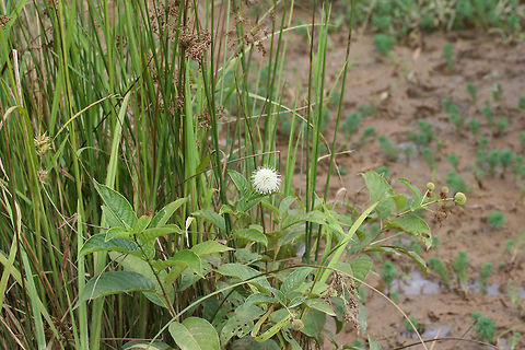 Buttonbush (Cephalanthus occidentalis) Growing in a wetland/marsh in NW Georgia (Gwinnett County), GA.
https://www.jungledragon.com/image/62998/buttonbush_cephalanthus_occidentalis.html
https://www.jungledragon.com/image/62999/buttonbush_cephalanthus_occidentalis.html Buttonbush,Cephalanthus occidentalis,Geotagged,Summer,United States