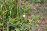 Buttonbush (Cephalanthus occidentalis) Growing in a wetland/marsh in NW Georgia (Gwinnett County), GA.<br />
https://www.jungledragon.com/image/62998/buttonbush_cephalanthus_occidentalis.html<br />
https://www.jungledragon.com/image/62999/buttonbush_cephalanthus_occidentalis.html Buttonbush,Cephalanthus occidentalis,Geotagged,Summer,United States