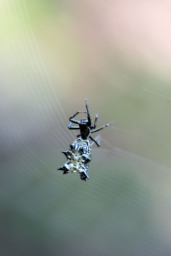 Spined Micrathena (Micrathena gracilis) In a dense mixed hardwood/coniferous forest in NW Georgia (Gordon County), US.<br />
<figure class="photo"><a href="https://www.jungledragon.com/image/63009/spined_micrathena_micrathena_gracilis.html" title="Spined Micrathena (Micrathena gracilis)"><img src="https://s3.amazonaws.com/media.jungledragon.com/images/3231/63009_thumb.jpg?AWSAccessKeyId=05GMT0V3GWVNE7GGM1R2&Expires=1759968010&Signature=MCVgc2K7xHy%2FdZ2RC%2Byf0IGWwUk%3D" width="102" height="152" alt="Spined Micrathena (Micrathena gracilis) In a dense mixed hardwood/coniferous forest in NW Georgia (Gordon County), US.<br />
https://www.jungledragon.com/image/63008/spined_micrathena_micrathena_gracilis.html<br />
https://www.jungledragon.com/image/63010/spined_micrathena_micrathena_gracilis.html Geotagged,Micrathena gracilis,Spined micrathena,Summer,United States" /></a></figure><br />
<figure class="photo"><a href="https://www.jungledragon.com/image/63010/spined_micrathena_micrathena_gracilis.html" title="Spined Micrathena (Micrathena gracilis)"><img src="https://s3.amazonaws.com/media.jungledragon.com/images/3231/63010_thumb.jpg?AWSAccessKeyId=05GMT0V3GWVNE7GGM1R2&Expires=1759968010&Signature=14Z4WCNhxPz5tneF4pyimEgJNjc%3D" width="102" height="152" alt="Spined Micrathena (Micrathena gracilis) In a dense mixed hardwood/coniferous forest in NW Georgia (Gordon County), US.<br />
https://www.jungledragon.com/image/63009/spined_micrathena_micrathena_gracilis.html<br />
https://www.jungledragon.com/image/63008/spined_micrathena_micrathena_gracilis.html<br />
 Geotagged,Micrathena gracilis,Spined micrathena,Summer,United States" /></a></figure> Geotagged,Micrathena gracilis,Spined micrathena,Summer,United States