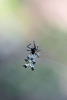 Spined Micrathena (Micrathena gracilis) In a dense mixed hardwood/coniferous forest in NW Georgia (Gordon County), US.
https://www.jungledragon.com/image/63009/spined_micrathena_micrathena_gracilis.html
https://www.jungledragon.com/image/63010/spined_micrathena_micrathena_gracilis.html Geotagged,Micrathena gracilis,Spined micrathena,Summer,United States