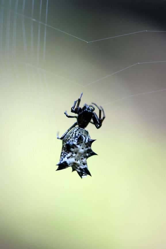 Spined Micrathena (Micrathena gracilis) In a dense mixed hardwood/coniferous forest in NW Georgia (Gordon County), US.<br />
<figure class="photo"><a href="https://www.jungledragon.com/image/63008/spined_micrathena_micrathena_gracilis.html" title="Spined Micrathena (Micrathena gracilis)"><img src="https://s3.amazonaws.com/media.jungledragon.com/images/3231/63008_thumb.jpg?AWSAccessKeyId=05GMT0V3GWVNE7GGM1R2&Expires=1767225610&Signature=S9q%2FG6ciWOGeZzYZGNsdjQhCjTo%3D" width="102" height="152" alt="Spined Micrathena (Micrathena gracilis) In a dense mixed hardwood/coniferous forest in NW Georgia (Gordon County), US.<br />
https://www.jungledragon.com/image/63009/spined_micrathena_micrathena_gracilis.html<br />
https://www.jungledragon.com/image/63010/spined_micrathena_micrathena_gracilis.html Geotagged,Micrathena gracilis,Spined micrathena,Summer,United States" /></a></figure><br />
<figure class="photo"><a href="https://www.jungledragon.com/image/63010/spined_micrathena_micrathena_gracilis.html" title="Spined Micrathena (Micrathena gracilis)"><img src="https://s3.amazonaws.com/media.jungledragon.com/images/3231/63010_thumb.jpg?AWSAccessKeyId=05GMT0V3GWVNE7GGM1R2&Expires=1767225610&Signature=p5wCWZngr4TX2jRRpIpgOZmcQH4%3D" width="102" height="152" alt="Spined Micrathena (Micrathena gracilis) In a dense mixed hardwood/coniferous forest in NW Georgia (Gordon County), US.<br />
https://www.jungledragon.com/image/63009/spined_micrathena_micrathena_gracilis.html<br />
https://www.jungledragon.com/image/63008/spined_micrathena_micrathena_gracilis.html<br />
 Geotagged,Micrathena gracilis,Spined micrathena,Summer,United States" /></a></figure> Geotagged,Micrathena gracilis,Spined micrathena,Summer,United States