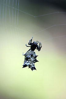 Spined Micrathena (Micrathena gracilis) In a dense mixed hardwood/coniferous forest in NW Georgia (Gordon County), US.
https://www.jungledragon.com/image/63008/spined_micrathena_micrathena_gracilis.html
https://www.jungledragon.com/image/63010/spined_micrathena_micrathena_gracilis.html Geotagged,Micrathena gracilis,Spined micrathena,Summer,United States