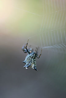 Spined Micrathena (Micrathena gracilis) In a dense mixed hardwood/coniferous forest in NW Georgia (Gordon County), US.
https://www.jungledragon.com/image/63009/spined_micrathena_micrathena_gracilis.html
https://www.jungledragon.com/image/63008/spined_micrathena_micrathena_gracilis.html
 Geotagged,Micrathena gracilis,Spined micrathena,Summer,United States