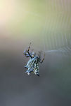 Spined Micrathena (Micrathena gracilis) In a dense mixed hardwood/coniferous forest in NW Georgia (Gordon County), US.<br />
https://www.jungledragon.com/image/63009/spined_micrathena_micrathena_gracilis.html<br />
https://www.jungledragon.com/image/63008/spined_micrathena_micrathena_gracilis.html<br />
Geotagged,Micrathena gracilis,Spined micrathena,Summer,United States
