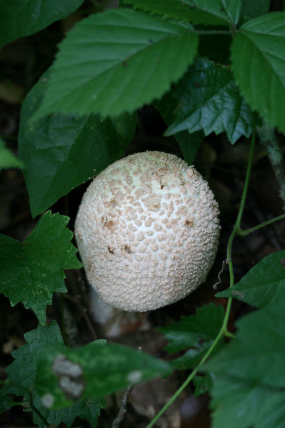 Amanita daucipes Fungus growing at the edge of a woodland trail near a wetland in NW Georgia (Gwinnett County), US. Amanita daucipes,Geotagged,Summer,United States