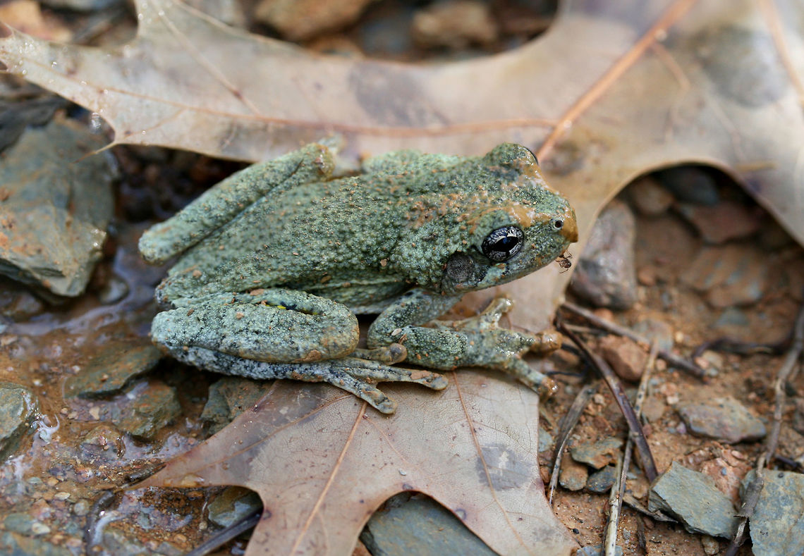 Cope's Gray Tree Frog (Hyla chrysoscelis) We rescued this adorable Cope&#039;s Gray Tree frog this morning. Unfortunately, frogs seem to be attracted to the holes being dug whilst constructing a structure over our camper. We have had to rescue several of them this week as they seem to think that the holes are a great place for hanging out. We will be visiting daily to check for critters. Hopefully we will have them all sealed up soon!<br />
<figure class="photo"><a href="https://www.jungledragon.com/image/63016/copes_gray_tree_frog_hyla_chrysoscelis.html" title="Cope&#039;s Gray Tree Frog (Hyla chrysoscelis)"><img src="https://s3.amazonaws.com/media.jungledragon.com/images/3231/63016_thumb.jpg?AWSAccessKeyId=05GMT0V3GWVNE7GGM1R2&Expires=1767225610&Signature=pxNWe4NvS%2BhgMRYfpnGe9HQz%2BF0%3D" width="200" height="140" alt="Cope&#039;s Gray Tree Frog (Hyla chrysoscelis) We rescued this adorable Cope&#039;s Gray Tree frog this morning. Unfortunately, frogs seem to be attracted to the holes being dug whilst constructing a structure over our camper. We have had to rescue several of them this week as they seem to think that the holes are a great place for hanging out. We will be visiting daily to check for critters. Hopefully we will have them all sealed up soon!<br />
https://www.jungledragon.com/image/63016/copes_gray_tree_frog_hyla_chrysoscelis.html<br />
https://www.jungledragon.com/image/63017/copes_gray_tree_frog_hyla_chrysoscelis.html<br />
https://www.jungledragon.com/image/63018/copes_gray_tree_frog_hyla_chrysoscelis.html<br />
<br />
Cope&#039;s Gray tree frog is often confused with the Gray tree frog. These two can be differentiated by their call. Listen to the call below so you hear what I hear almost every morning or evening on our land!<br />
<br />
https://www.youtube.com/watch?v=wA4NNokFeUQ<br />
<br />
Cope&#039;s Gray Tree frog also has bright yellow to white skin under its thighs. You can see a hint of the yellow in this photo, but I didn&#039;t want to bother this cutie for the sake of getting a better shot.  Copes gray tree frog,Geotagged,Hyla chrysoscelis,Summer,United States" /></a></figure><br />
<figure class="photo"><a href="https://www.jungledragon.com/image/63017/copes_gray_tree_frog_hyla_chrysoscelis.html" title="Cope&#039;s Gray Tree Frog (Hyla chrysoscelis)"><img src="https://s3.amazonaws.com/media.jungledragon.com/images/3231/63017_thumb.jpg?AWSAccessKeyId=05GMT0V3GWVNE7GGM1R2&Expires=1767225610&Signature=CWJfmFEpMBK%2FDsLAvhkL1rARL34%3D" width="200" height="134" alt="Cope&#039;s Gray Tree Frog (Hyla chrysoscelis) We rescued this adorable Cope&#039;s Gray Tree frog this morning. Unfortunately, frogs seem to be attracted to the holes being dug whilst constructing a structure over our camper. We have had to rescue several of them this week as they seem to think that the holes are a great place for hanging out. We will be visiting daily to check for critters. Hopefully we will have them all sealed up soon!<br />
https://www.jungledragon.com/image/63016/copes_gray_tree_frog_hyla_chrysoscelis.html<br />
https://www.jungledragon.com/image/63018/copes_gray_tree_frog_hyla_chrysoscelis.html<br />
https://www.jungledragon.com/image/63019/copes_gray_tree_frog_hyla_chrysoscelis.html<br />
Cope&#039;s Gray tree frog is often confused with the Gray tree frog. These two can be differentiated by their call. Listen to the call below so you hear what I hear almost every morning or evening on our land!<br />
https://www.youtube.com/watch?v=wA4NNokFeUQ<br />
<br />
Cope&#039;s Gray Tree frog also has bright yellow to white skin under its thighs. You can see a hint of the yellow in this photo, but I didn&#039;t want to bother this cutie for the sake of getting a better shot.  Copes gray tree frog,Geotagged,Hyla chrysoscelis,Summer,United States" /></a></figure><br />
<figure class="photo"><a href="https://www.jungledragon.com/image/63018/copes_gray_tree_frog_hyla_chrysoscelis.html" title="Cope&#039;s Gray Tree Frog (Hyla chrysoscelis)"><img src="https://s3.amazonaws.com/media.jungledragon.com/images/3231/63018_thumb.jpg?AWSAccessKeyId=05GMT0V3GWVNE7GGM1R2&Expires=1767225610&Signature=cCl14lzSfNMQB%2BwiLO1%2BPY9QvUM%3D" width="200" height="200" alt="Cope&#039;s Gray Tree Frog (Hyla chrysoscelis) We rescued this adorable Cope&#039;s Gray Tree frog this morning. Unfortunately, frogs seem to be attracted to the holes being dug whilst constructing a structure over our camper. We have had to rescue several of them this week as they seem to think that the holes are a great place for hanging out. We will be visiting daily to check for critters. Hopefully we will have them all sealed up soon!<br />
https://www.jungledragon.com/image/63016/copes_gray_tree_frog_hyla_chrysoscelis.html<br />
https://www.jungledragon.com/image/63017/copes_gray_tree_frog_hyla_chrysoscelis.html<br />
https://www.jungledragon.com/image/63019/copes_gray_tree_frog_hyla_chrysoscelis.html<br />
Cope&#039;s Gray tree frog is often confused with the Gray tree frog. These two can be differentiated by their call. Listen to the call below so you hear what I hear almost every morning or evening on our land!<br />
https://www.youtube.com/watch?v=wA4NNokFeUQ<br />
<br />
Cope&#039;s Gray Tree frog also has bright yellow to white skin under its thighs. You can see a hint of the yellow in this photo, but I didn&#039;t want to bother this cutie for the sake of getting a better shot.  Copes gray tree frog,Geotagged,Hyla chrysoscelis,Summer,United States" /></a></figure><br />
<br />
Cope&#039;s Gray tree frog is often confused with the Gray tree frog. These two can be differentiated by their call. Listen to the call below so you hear what I hear almost every morning or evening on our land!<br />
<br />
<section class="video"><iframe width="448" height="282" src="https://www.youtube-nocookie.com/embed/wA4NNokFeUQ?hd=1&autoplay=0&rel=0" frameborder="0" allowfullscreen></iframe></section><br />
<br />
Cope&#039;s Gray Tree frog also has bright yellow to white skin under its thighs. You can see a hint of the yellow in this photo, but I didn&#039;t want to bother this cutie for the sake of getting a better shot.  Copes gray tree frog,Geotagged,Hyla chrysoscelis,Summer,United States