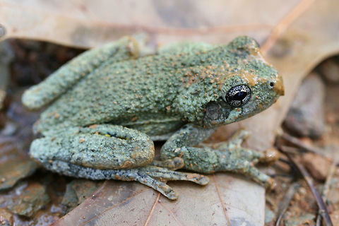 Cope's Gray Tree Frog (Hyla chrysoscelis) We rescued this adorable Cope's Gray Tree frog this morning. Unfortunately, frogs seem to be attracted to the holes being dug whilst constructing a structure over our camper. We have had to rescue several of them this week as they seem to think that the holes are a great place for hanging out. We will be visiting daily to check for critters. Hopefully we will have them all sealed up soon!
https://www.jungledragon.com/image/63016/copes_gray_tree_frog_hyla_chrysoscelis.html
https://www.jungledragon.com/image/63018/copes_gray_tree_frog_hyla_chrysoscelis.html
https://www.jungledragon.com/image/63019/copes_gray_tree_frog_hyla_chrysoscelis.html
Cope's Gray tree frog is often confused with the Gray tree frog. These two can be differentiated by their call. Listen to the call below so you hear what I hear almost every morning or evening on our land!
https://www.youtube.com/watch?v=wA4NNokFeUQ

Cope's Gray Tree frog also has bright yellow to white skin under its thighs. You can see a hint of the yellow in this photo, but I didn't want to bother this cutie for the sake of getting a better shot.  Copes gray tree frog,Geotagged,Hyla chrysoscelis,Summer,United States