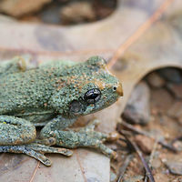 Cope's Gray Tree Frog (Hyla chrysoscelis) We rescued this adorable Cope's Gray Tree frog this morning. Unfortunately, frogs seem to be attracted to the holes being dug whilst constructing a structure over our camper. We have had to rescue several of them this week as they seem to think that the holes are a great place for hanging out. We will be visiting daily to check for critters. Hopefully we will have them all sealed up soon!<br />
https://www.jungledragon.com/image/63016/copes_gray_tree_frog_hyla_chrysoscelis.html<br />
https://www.jungledragon.com/image/63017/copes_gray_tree_frog_hyla_chrysoscelis.html<br />
https://www.jungledragon.com/image/63019/copes_gray_tree_frog_hyla_chrysoscelis.html<br />
Cope's Gray tree frog is often confused with the Gray tree frog. These two can be differentiated by their call. Listen to the call below so you hear what I hear almost every morning or evening on our land!<br />
https://www.youtube.com/watch?v=wA4NNokFeUQ<br />
<br />
Cope's Gray Tree frog also has bright yellow to white skin under its thighs. You can see a hint of the yellow in this photo, but I didn't want to bother this cutie for the sake of getting a better shot.  Copes gray tree frog,Geotagged,Hyla chrysoscelis,Summer,United States