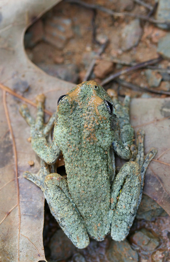 Cope's Gray Tree Frog (Hyla chrysoscelis) We rescued this adorable Cope&#039;s Gray Tree frog this morning. Unfortunately, frogs seem to be attracted to the holes being dug whilst constructing a structure over our camper. We have had to rescue several of them this week as they seem to think that the holes are a great place for hanging out. We will be visiting daily to check for critters. Hopefully we will have them all sealed up soon!<br />
<br />
Cope&#039;s Gray tree frog is often confused with the Gray tree frog. These two can be differentiated by their call. Listen to the call below so you hear what I hear almost every morning or evening on our land!<br />
<section class="video"><iframe width="448" height="282" src="https://www.youtube-nocookie.com/embed/wA4NNokFeUQ?hd=1&autoplay=0&rel=0" frameborder="0" allowfullscreen></iframe></section><br />
<br />
Cope&#039;s Gray Tree frog also has bright yellow to white skin under its thighs. You can see a hint of the yellow in this photo, but I didn&#039;t want to bother this cutie for the sake of getting a better shot.  Copes gray tree frog,Geotagged,Hyla chrysoscelis,Summer,United States