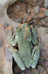 Cope's Gray Tree Frog (Hyla chrysoscelis) We rescued this adorable Cope's Gray Tree frog this morning. Unfortunately, frogs seem to be attracted to the holes being dug whilst constructing a structure over our camper. We have had to rescue several of them this week as they seem to think that the holes are a great place for hanging out. We will be visiting daily to check for critters. Hopefully we will have them all sealed up soon!<br />
<br />
Cope's Gray tree frog is often confused with the Gray tree frog. These two can be differentiated by their call. Listen to the call below so you hear what I hear almost every morning or evening on our land!<br />
https://www.youtube.com/watch?v=wA4NNokFeUQ<br />
<br />
Cope's Gray Tree frog also has bright yellow to white skin under its thighs. You can see a hint of the yellow in this photo, but I didn't want to bother this cutie for the sake of getting a better shot.  Copes gray tree frog,Geotagged,Hyla chrysoscelis,Summer,United States