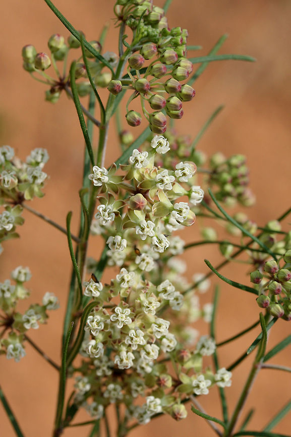 Whorled Milkweed (Asclepias verticillata) Growing on a disturbed slope on a roadside in NW Georgia (Gordon County), US. At the edge of a dense mixed hardwood/coniferous forest.<br />
<figure class="photo"><a href="https://www.jungledragon.com/image/63053/whorled_milkweed_asclepias_verticillata.html" title="Whorled Milkweed (Asclepias verticillata)"><img src="https://s3.amazonaws.com/media.jungledragon.com/images/3231/63053_thumb.jpg?AWSAccessKeyId=05GMT0V3GWVNE7GGM1R2&Expires=1770854410&Signature=wFi1ICZ1gIUIpyEMMdXiW1PNTps%3D" width="102" height="152" alt="Whorled Milkweed (Asclepias verticillata) Growing on a disturbed slope on a roadside in NW Georgia (Gordon County), US. At the edge of a dense mixed hardwood/coniferous forest.<br />
https://www.jungledragon.com/image/63050/whorled_milkweed_asclepias_verticillata.html<br />
https://www.jungledragon.com/image/63051/whorled_milkweed_asclepias_verticillata.html<br />
<br />
Asclepias verticillata is a species of milkweed with narrow leaves and clusters of small white to green flowers. It reaches around two feet in height and attracts an array of insects (including Monarch butterflies). It blooms from May-September. Asclepias verticillata,Geotagged,Summer,United States,Whorled milkweed" /></a></figure><br />
<figure class="photo"><a href="https://www.jungledragon.com/image/63051/whorled_milkweed_asclepias_verticillata.html" title="Whorled Milkweed (Asclepias verticillata)"><img src="https://s3.amazonaws.com/media.jungledragon.com/images/3231/63051_thumb.jpg?AWSAccessKeyId=05GMT0V3GWVNE7GGM1R2&Expires=1770854410&Signature=Jw8R6h283BY9P%2BRx2FZma8h71dg%3D" width="200" height="200" alt="Whorled Milkweed (Asclepias verticillata) Growing on a disturbed slope on a roadside in NW Georgia (Gordon County), US. At the edge of a dense mixed hardwood/coniferous forest.<br />
https://www.jungledragon.com/image/63053/whorled_milkweed_asclepias_verticillata.html<br />
https://www.jungledragon.com/image/63050/whorled_milkweed_asclepias_verticillata.html<br />
<br />
Asclepias verticillata is a species of milkweed with narrow leaves and clusters of small white to green flowers. It reaches around two feet in height and attracts an array of insects (including Monarch butterflies). It blooms from May-September. Asclepias verticillata,Geotagged,Summer,United States,Whorled milkweed" /></a></figure><br />
<br />
Asclepias verticillata is a species of milkweed with narrow leaves and clusters of small white to green flowers. It reaches around two feet in height and attracts an array of insects (including Monarch butterflies). It blooms from May-September. Asclepias verticillata,Geotagged,Summer,United States,Whorled milkweed