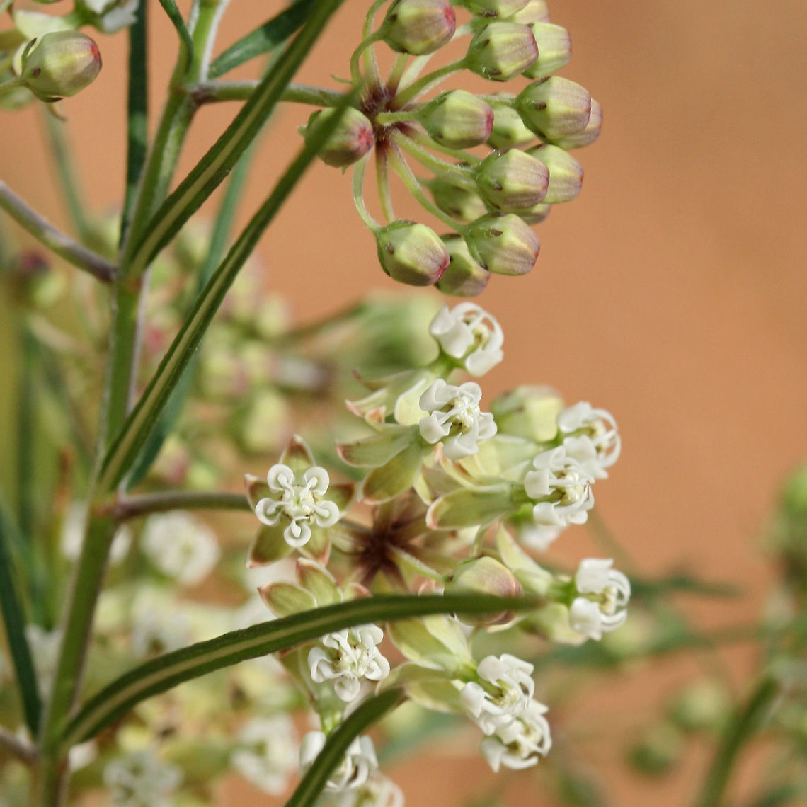Whorled Milkweed (Asclepias verticillata) Growing on a disturbed slope on a roadside in NW Georgia (Gordon County), US. At the edge of a dense mixed hardwood/coniferous forest.<br />
<figure class="photo"><a href="https://www.jungledragon.com/image/63053/whorled_milkweed_asclepias_verticillata.html" title="Whorled Milkweed (Asclepias verticillata)"><img src="https://s3.amazonaws.com/media.jungledragon.com/images/3231/63053_thumb.jpg?AWSAccessKeyId=05GMT0V3GWVNE7GGM1R2&Expires=1770854410&Signature=wFi1ICZ1gIUIpyEMMdXiW1PNTps%3D" width="102" height="152" alt="Whorled Milkweed (Asclepias verticillata) Growing on a disturbed slope on a roadside in NW Georgia (Gordon County), US. At the edge of a dense mixed hardwood/coniferous forest.<br />
https://www.jungledragon.com/image/63050/whorled_milkweed_asclepias_verticillata.html<br />
https://www.jungledragon.com/image/63051/whorled_milkweed_asclepias_verticillata.html<br />
<br />
Asclepias verticillata is a species of milkweed with narrow leaves and clusters of small white to green flowers. It reaches around two feet in height and attracts an array of insects (including Monarch butterflies). It blooms from May-September. Asclepias verticillata,Geotagged,Summer,United States,Whorled milkweed" /></a></figure><br />
<figure class="photo"><a href="https://www.jungledragon.com/image/63050/whorled_milkweed_asclepias_verticillata.html" title="Whorled Milkweed (Asclepias verticillata)"><img src="https://s3.amazonaws.com/media.jungledragon.com/images/3231/63050_thumb.jpg?AWSAccessKeyId=05GMT0V3GWVNE7GGM1R2&Expires=1770854410&Signature=NwrMRmz0YnkPXaPrOwuZ0oJUDgw%3D" width="102" height="152" alt="Whorled Milkweed (Asclepias verticillata) Growing on a disturbed slope on a roadside in NW Georgia (Gordon County), US. At the edge of a dense mixed hardwood/coniferous forest.<br />
https://www.jungledragon.com/image/63053/whorled_milkweed_asclepias_verticillata.html<br />
https://www.jungledragon.com/image/63051/whorled_milkweed_asclepias_verticillata.html<br />
<br />
Asclepias verticillata is a species of milkweed with narrow leaves and clusters of small white to green flowers. It reaches around two feet in height and attracts an array of insects (including Monarch butterflies). It blooms from May-September. Asclepias verticillata,Geotagged,Summer,United States,Whorled milkweed" /></a></figure><br />
<br />
Asclepias verticillata is a species of milkweed with narrow leaves and clusters of small white to green flowers. It reaches around two feet in height and attracts an array of insects (including Monarch butterflies). It blooms from May-September. Asclepias verticillata,Geotagged,Summer,United States,Whorled milkweed