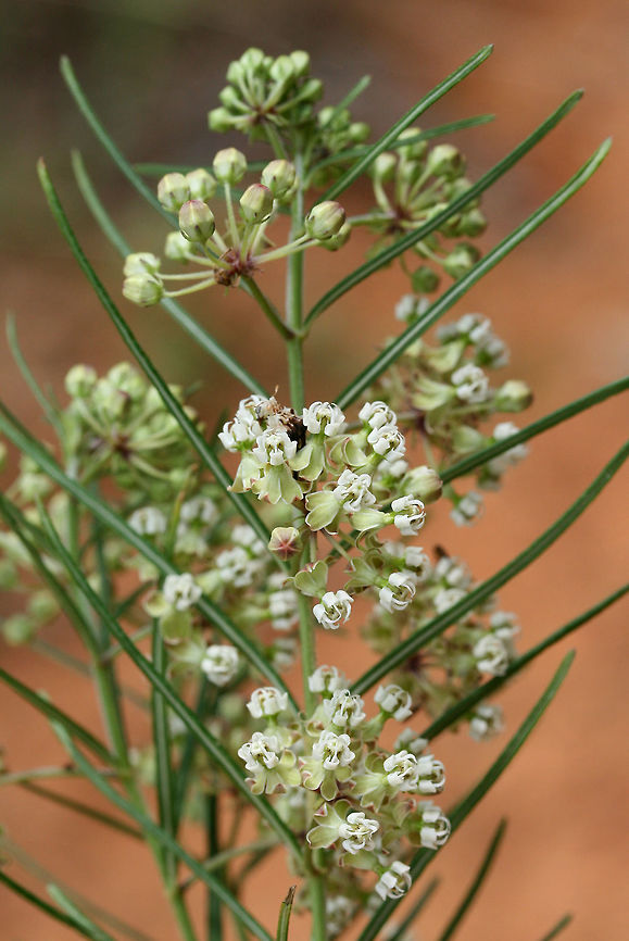 Whorled Milkweed (Asclepias verticillata) Growing on a disturbed slope on a roadside in NW Georgia (Gordon County), US. At the edge of a dense mixed hardwood/coniferous forest.<br />
<figure class="photo"><a href="https://www.jungledragon.com/image/63050/whorled_milkweed_asclepias_verticillata.html" title="Whorled Milkweed (Asclepias verticillata)"><img src="https://s3.amazonaws.com/media.jungledragon.com/images/3231/63050_thumb.jpg?AWSAccessKeyId=05GMT0V3GWVNE7GGM1R2&Expires=1759968010&Signature=EE74PhKt4Tljlah9C9e0z6GMtDw%3D" width="102" height="152" alt="Whorled Milkweed (Asclepias verticillata) Growing on a disturbed slope on a roadside in NW Georgia (Gordon County), US. At the edge of a dense mixed hardwood/coniferous forest.<br />
https://www.jungledragon.com/image/63053/whorled_milkweed_asclepias_verticillata.html<br />
https://www.jungledragon.com/image/63051/whorled_milkweed_asclepias_verticillata.html<br />
<br />
Asclepias verticillata is a species of milkweed with narrow leaves and clusters of small white to green flowers. It reaches around two feet in height and attracts an array of insects (including Monarch butterflies). It blooms from May-September. Asclepias verticillata,Geotagged,Summer,United States,Whorled milkweed" /></a></figure><br />
<figure class="photo"><a href="https://www.jungledragon.com/image/63051/whorled_milkweed_asclepias_verticillata.html" title="Whorled Milkweed (Asclepias verticillata)"><img src="https://s3.amazonaws.com/media.jungledragon.com/images/3231/63051_thumb.jpg?AWSAccessKeyId=05GMT0V3GWVNE7GGM1R2&Expires=1759968010&Signature=m4klRhw52gpvaXDoZ8OM%2BIggo28%3D" width="200" height="200" alt="Whorled Milkweed (Asclepias verticillata) Growing on a disturbed slope on a roadside in NW Georgia (Gordon County), US. At the edge of a dense mixed hardwood/coniferous forest.<br />
https://www.jungledragon.com/image/63053/whorled_milkweed_asclepias_verticillata.html<br />
https://www.jungledragon.com/image/63050/whorled_milkweed_asclepias_verticillata.html<br />
<br />
Asclepias verticillata is a species of milkweed with narrow leaves and clusters of small white to green flowers. It reaches around two feet in height and attracts an array of insects (including Monarch butterflies). It blooms from May-September. Asclepias verticillata,Geotagged,Summer,United States,Whorled milkweed" /></a></figure><br />
<br />
Asclepias verticillata is a species of milkweed with narrow leaves and clusters of small white to green flowers. It reaches around two feet in height and attracts an array of insects (including Monarch butterflies). It blooms from May-September. Asclepias verticillata,Geotagged,Summer,United States,Whorled milkweed