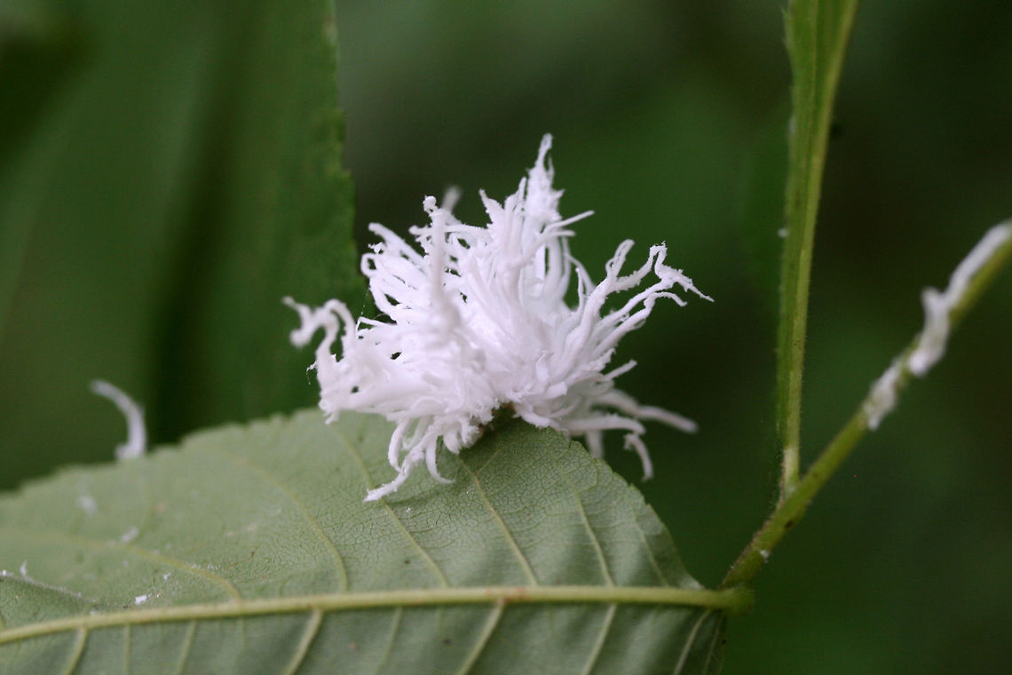 Butternut Woollyworm (Eriocampa juglandis) Two of these interesting larvae were on the undersides of leaves, their white &quot;tendrils&quot; of wax wiggling oh so slightly. One fell off of a leaf whilst I was photographing and all of the white stuff disintegrated! You can see one of the actual larvae in the last two photos!<br />
<br />
This species of sawfly feeds on both Black Walnut (Juglans nigra) and Butternut (Juglans cinerea). Immature individuals exude a  filamentous white wax that is thought to deter predators. <br />
<br />
At the edge of a dense mixed hardwood/coniferous forest in NW Georgia (Gordon County), US. July 11, 2018.<br />
<br />
<figure class="photo"><a href="https://www.jungledragon.com/image/63055/butternut_woollyworm_eriocampa_juglandis.html" title="Butternut Woollyworm (Eriocampa juglandis)"><img src="https://s3.amazonaws.com/media.jungledragon.com/images/3231/63055_thumb.jpg?AWSAccessKeyId=05GMT0V3GWVNE7GGM1R2&Expires=1767225610&Signature=pk06HvaQra8SrGbL%2BbABmEm7w30%3D" width="200" height="134" alt="Butternut Woollyworm (Eriocampa juglandis) Two of these interesting larvae were on the undersides of leaves, their white &quot;tendrils&quot; of wax wiggling oh so slightly. One fell off of a leaf whilst I was photographing and all of the white stuff disintegrated! You can see one of the actual larvae in the last two photos!<br />
<br />
This species of sawfly feeds on both Black Walnut (Juglans nigra) and Butternut (Juglans cinerea). Immature individuals exude a  filamentous white wax that is thought to deter predators. <br />
<br />
At the edge of a dense mixed hardwood/coniferous forest in NW Georgia (Gordon County), US. July 11, 2018.<br />
<br />
https://www.jungledragon.com/image/63054/unknown_larva.html<br />
https://www.jungledragon.com/image/63056/unknown_larva.html<br />
<br />
Some videos of the strange movement:<br />
https://www.youtube.com/watch?v=2e8pF6KPV54<br />
https://www.youtube.com/watch?v=9DGRYazu7aM<br />
https://www.youtube.com/watch?v=Jk9ziUrODjk Butternut Woolyworm,Eriocampa juglandis,Geotagged,Summer,United States" /></a></figure><br />
<figure class="photo"><a href="https://www.jungledragon.com/image/63056/butternut_woollyworm_eriocampa_juglandis.html" title="Butternut Woollyworm (Eriocampa juglandis)"><img src="https://s3.amazonaws.com/media.jungledragon.com/images/3231/63056_thumb.jpg?AWSAccessKeyId=05GMT0V3GWVNE7GGM1R2&Expires=1767225610&Signature=CmTXmxs3AjyqL%2F22Eo59lEG0lxQ%3D" width="102" height="152" alt="Butternut Woollyworm (Eriocampa juglandis) Two of these interesting larvae were on the undersides of leaves, their white &quot;tendrils&quot; of wax wiggling oh so slightly. One fell off of a leaf whilst I was photographing and all of the white stuff disintegrated! You can see one of the actual larvae in the last two photos!<br />
<br />
This species of sawfly feeds on both Black Walnut (Juglans nigra) and Butternut (Juglans cinerea). Immature individuals exude a  filamentous white wax that is thought to deter predators. <br />
<br />
At the edge of a dense mixed hardwood/coniferous forest in NW Georgia (Gordon County), US. July 11, 2018.<br />
<br />
https://www.jungledragon.com/image/63054/unknown_larva.html<br />
https://www.jungledragon.com/image/63055/unknown_larva.html<br />
Some videos of the strange movement:<br />
https://www.youtube.com/watch?v=2e8pF6KPV54<br />
https://www.youtube.com/watch?v=9DGRYazu7aM<br />
https://www.youtube.com/watch?v=Jk9ziUrODjk Butternut Woolyworm,Eriocampa juglandis,Geotagged,Summer,United States" /></a></figure><br />
Some videos of the strange movement:<br />
<section class="video"><iframe width="448" height="282" src="https://www.youtube-nocookie.com/embed/2e8pF6KPV54?hd=1&autoplay=0&rel=0" frameborder="0" allowfullscreen></iframe></section><br />
<section class="video"><iframe width="448" height="282" src="https://www.youtube-nocookie.com/embed/9DGRYazu7aM?hd=1&autoplay=0&rel=0" frameborder="0" allowfullscreen></iframe></section><br />
<section class="video"><iframe width="448" height="282" src="https://www.youtube-nocookie.com/embed/Jk9ziUrODjk?hd=1&autoplay=0&rel=0" frameborder="0" allowfullscreen></iframe></section> Butternut Woolyworm,Eriocampa juglandis,Geotagged,Summer,United States