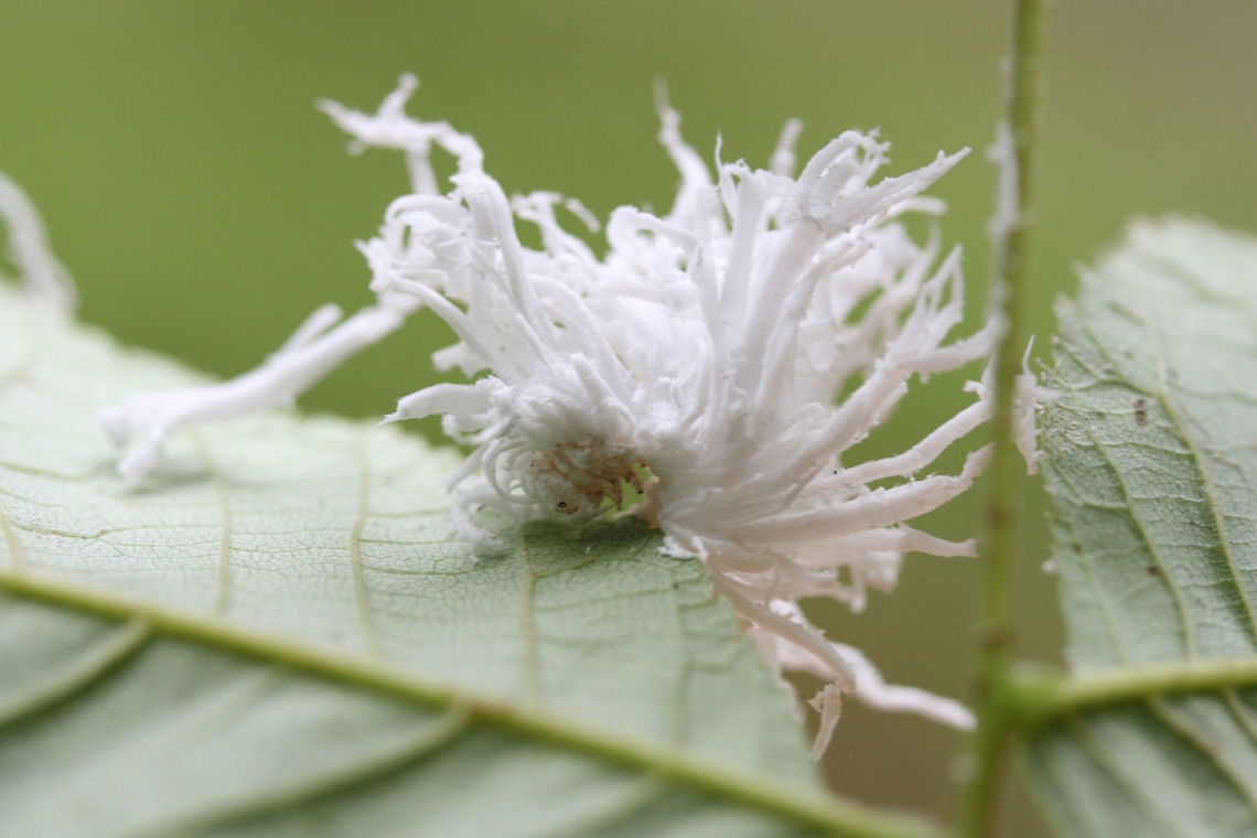 Butternut Woollyworm (Eriocampa juglandis) Two of these interesting larvae were on the undersides of leaves, their white &quot;tendrils&quot; of wax wiggling oh so slightly. One fell off of a leaf whilst I was photographing and all of the white stuff disintegrated! You can see one of the actual larvae in the last two photos!<br />
<br />
This species of sawfly feeds on both Black Walnut (Juglans nigra) and Butternut (Juglans cinerea). Immature individuals exude a  filamentous white wax that is thought to deter predators. <br />
<br />
At the edge of a dense mixed hardwood/coniferous forest in NW Georgia (Gordon County), US. July 11, 2018.<br />
<br />
<figure class="photo"><a href="https://www.jungledragon.com/image/63054/butternut_woollyworm_eriocampa_juglandis.html" title="Butternut Woollyworm (Eriocampa juglandis)"><img src="https://s3.amazonaws.com/media.jungledragon.com/images/3231/63054_thumb.jpg?AWSAccessKeyId=05GMT0V3GWVNE7GGM1R2&Expires=1767225610&Signature=AoR5CXUdXvzTc41owUAGClBRxRc%3D" width="200" height="134" alt="Butternut Woollyworm (Eriocampa juglandis) Two of these interesting larvae were on the undersides of leaves, their white &quot;tendrils&quot; of wax wiggling oh so slightly. One fell off of a leaf whilst I was photographing and all of the white stuff disintegrated! You can see one of the actual larvae in the last two photos!<br />
<br />
This species of sawfly feeds on both Black Walnut (Juglans nigra) and Butternut (Juglans cinerea). Immature individuals exude a  filamentous white wax that is thought to deter predators. <br />
<br />
At the edge of a dense mixed hardwood/coniferous forest in NW Georgia (Gordon County), US. July 11, 2018.<br />
<br />
https://www.jungledragon.com/image/63055/unknown_larva.html<br />
https://www.jungledragon.com/image/63056/unknown_larva.html<br />
Some videos of the strange movement:<br />
https://www.youtube.com/watch?v=2e8pF6KPV54<br />
https://www.youtube.com/watch?v=9DGRYazu7aM<br />
https://www.youtube.com/watch?v=Jk9ziUrODjk Butternut Woolyworm,Eriocampa juglandis,Geotagged,Summer,United States" /></a></figure><br />
<figure class="photo"><a href="https://www.jungledragon.com/image/63056/butternut_woollyworm_eriocampa_juglandis.html" title="Butternut Woollyworm (Eriocampa juglandis)"><img src="https://s3.amazonaws.com/media.jungledragon.com/images/3231/63056_thumb.jpg?AWSAccessKeyId=05GMT0V3GWVNE7GGM1R2&Expires=1767225610&Signature=CmTXmxs3AjyqL%2F22Eo59lEG0lxQ%3D" width="102" height="152" alt="Butternut Woollyworm (Eriocampa juglandis) Two of these interesting larvae were on the undersides of leaves, their white &quot;tendrils&quot; of wax wiggling oh so slightly. One fell off of a leaf whilst I was photographing and all of the white stuff disintegrated! You can see one of the actual larvae in the last two photos!<br />
<br />
This species of sawfly feeds on both Black Walnut (Juglans nigra) and Butternut (Juglans cinerea). Immature individuals exude a  filamentous white wax that is thought to deter predators. <br />
<br />
At the edge of a dense mixed hardwood/coniferous forest in NW Georgia (Gordon County), US. July 11, 2018.<br />
<br />
https://www.jungledragon.com/image/63054/unknown_larva.html<br />
https://www.jungledragon.com/image/63055/unknown_larva.html<br />
Some videos of the strange movement:<br />
https://www.youtube.com/watch?v=2e8pF6KPV54<br />
https://www.youtube.com/watch?v=9DGRYazu7aM<br />
https://www.youtube.com/watch?v=Jk9ziUrODjk Butternut Woolyworm,Eriocampa juglandis,Geotagged,Summer,United States" /></a></figure><br />
<br />
Some videos of the strange movement:<br />
<section class="video"><iframe width="448" height="282" src="https://www.youtube-nocookie.com/embed/2e8pF6KPV54?hd=1&autoplay=0&rel=0" frameborder="0" allowfullscreen></iframe></section><br />
<section class="video"><iframe width="448" height="282" src="https://www.youtube-nocookie.com/embed/9DGRYazu7aM?hd=1&autoplay=0&rel=0" frameborder="0" allowfullscreen></iframe></section><br />
<section class="video"><iframe width="448" height="282" src="https://www.youtube-nocookie.com/embed/Jk9ziUrODjk?hd=1&autoplay=0&rel=0" frameborder="0" allowfullscreen></iframe></section> Butternut Woolyworm,Eriocampa juglandis,Geotagged,Summer,United States