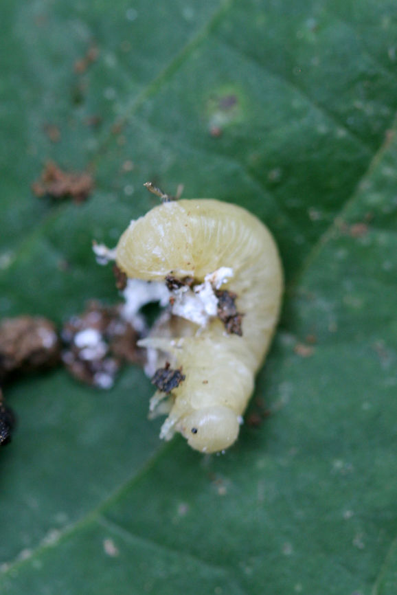Butternut Woollyworm (Eriocampa juglandis) Two of these interesting larvae were on the undersides of leaves, their white &quot;tendrils&quot; of wax wiggling oh so slightly. One fell off of a leaf whilst I was photographing and all of the white stuff disintegrated! You can see one of the actual larvae in the last two photos!<br />
<br />
This species of sawfly feeds on both Black Walnut (Juglans nigra) and Butternut (Juglans cinerea). Immature individuals exude a  filamentous white wax that is thought to deter predators. <br />
<br />
At the edge of a dense mixed hardwood/coniferous forest in NW Georgia (Gordon County), US. July 11, 2018.<br />
<br />
<figure class="photo"><a href="https://www.jungledragon.com/image/63054/butternut_woollyworm_eriocampa_juglandis.html" title="Butternut Woollyworm (Eriocampa juglandis)"><img src="https://s3.amazonaws.com/media.jungledragon.com/images/3231/63054_thumb.jpg?AWSAccessKeyId=05GMT0V3GWVNE7GGM1R2&Expires=1759968010&Signature=kIUFDRoFkl6vGtH7UHcSVGWNoU0%3D" width="200" height="134" alt="Butternut Woollyworm (Eriocampa juglandis) Two of these interesting larvae were on the undersides of leaves, their white &quot;tendrils&quot; of wax wiggling oh so slightly. One fell off of a leaf whilst I was photographing and all of the white stuff disintegrated! You can see one of the actual larvae in the last two photos!<br />
<br />
This species of sawfly feeds on both Black Walnut (Juglans nigra) and Butternut (Juglans cinerea). Immature individuals exude a  filamentous white wax that is thought to deter predators. <br />
<br />
At the edge of a dense mixed hardwood/coniferous forest in NW Georgia (Gordon County), US. July 11, 2018.<br />
<br />
https://www.jungledragon.com/image/63055/unknown_larva.html<br />
https://www.jungledragon.com/image/63056/unknown_larva.html<br />
Some videos of the strange movement:<br />
https://www.youtube.com/watch?v=2e8pF6KPV54<br />
https://www.youtube.com/watch?v=9DGRYazu7aM<br />
https://www.youtube.com/watch?v=Jk9ziUrODjk Butternut Woolyworm,Eriocampa juglandis,Geotagged,Summer,United States" /></a></figure><br />
<figure class="photo"><a href="https://www.jungledragon.com/image/63055/butternut_woollyworm_eriocampa_juglandis.html" title="Butternut Woollyworm (Eriocampa juglandis)"><img src="https://s3.amazonaws.com/media.jungledragon.com/images/3231/63055_thumb.jpg?AWSAccessKeyId=05GMT0V3GWVNE7GGM1R2&Expires=1759968010&Signature=UqxB6a2FmOcdWyyvVzYsaE2pZN0%3D" width="200" height="134" alt="Butternut Woollyworm (Eriocampa juglandis) Two of these interesting larvae were on the undersides of leaves, their white &quot;tendrils&quot; of wax wiggling oh so slightly. One fell off of a leaf whilst I was photographing and all of the white stuff disintegrated! You can see one of the actual larvae in the last two photos!<br />
<br />
This species of sawfly feeds on both Black Walnut (Juglans nigra) and Butternut (Juglans cinerea). Immature individuals exude a  filamentous white wax that is thought to deter predators. <br />
<br />
At the edge of a dense mixed hardwood/coniferous forest in NW Georgia (Gordon County), US. July 11, 2018.<br />
<br />
https://www.jungledragon.com/image/63054/unknown_larva.html<br />
https://www.jungledragon.com/image/63056/unknown_larva.html<br />
<br />
Some videos of the strange movement:<br />
https://www.youtube.com/watch?v=2e8pF6KPV54<br />
https://www.youtube.com/watch?v=9DGRYazu7aM<br />
https://www.youtube.com/watch?v=Jk9ziUrODjk Butternut Woolyworm,Eriocampa juglandis,Geotagged,Summer,United States" /></a></figure><br />
Some videos of the strange movement:<br />
<section class="video"><iframe width="448" height="282" src="https://www.youtube-nocookie.com/embed/2e8pF6KPV54?hd=1&autoplay=0&rel=0" frameborder="0" allowfullscreen></iframe></section><br />
<section class="video"><iframe width="448" height="282" src="https://www.youtube-nocookie.com/embed/9DGRYazu7aM?hd=1&autoplay=0&rel=0" frameborder="0" allowfullscreen></iframe></section><br />
<section class="video"><iframe width="448" height="282" src="https://www.youtube-nocookie.com/embed/Jk9ziUrODjk?hd=1&autoplay=0&rel=0" frameborder="0" allowfullscreen></iframe></section> Butternut Woolyworm,Eriocampa juglandis,Geotagged,Summer,United States