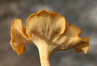 Smooth Chanterelle (Cantharellus lateritius) Growing gregariously in leaf litter and moss at the edge of a forested area in NW Georgia (Floyd County), US.<br />
https://www.jungledragon.com/image/63060/smooth_chanterelle_cantharellus_lateritius.html<br />
https://www.jungledragon.com/image/63062/smooth_chanterelle_cantharellus_lateritius.html Cantharellus lateritius,Geotagged,Summer,United States