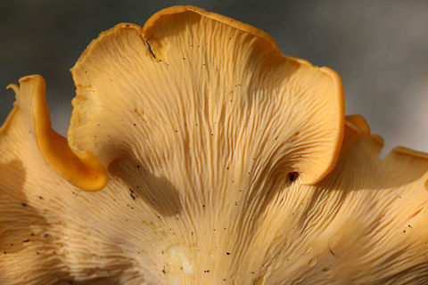Smooth Chanterelle (Cantharellus lateritius) Growing gregariously in leaf litter and moss at the edge of a forested area in NW Georgia (Floyd County), US.
https://www.jungledragon.com/image/63058/smooth_chanterelle_cantharellus_lateritius.html
https://www.jungledragon.com/image/63062/smooth_chanterelle_cantharellus_lateritius.html Cantharellus lateritius,Geotagged,Summer,United States