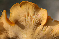 Smooth Chanterelle (Cantharellus lateritius) Growing gregariously in leaf litter and moss at the edge of a forested area in NW Georgia (Floyd County), US.<br />
https://www.jungledragon.com/image/63058/smooth_chanterelle_cantharellus_lateritius.html<br />
https://www.jungledragon.com/image/63062/smooth_chanterelle_cantharellus_lateritius.html Cantharellus lateritius,Geotagged,Summer,United States