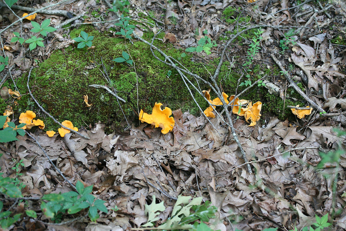 Smooth Chanterelle (Cantharellus lateritius) Growing gregariously in leaf litter and moss at the edge of a forested area in NW Georgia (Floyd County), US.<br />
<figure class="photo"><a href="https://www.jungledragon.com/image/63058/smooth_chanterelle_cantharellus_lateritius.html" title="Smooth Chanterelle (Cantharellus lateritius)"><img src="https://s3.amazonaws.com/media.jungledragon.com/images/3231/63058_thumb.jpg?AWSAccessKeyId=05GMT0V3GWVNE7GGM1R2&Expires=1769040010&Signature=MKTjt4gSySQtZ5E6BOowFAPMVY4%3D" width="200" height="136" alt="Smooth Chanterelle (Cantharellus lateritius) Growing gregariously in leaf litter and moss at the edge of a forested area in NW Georgia (Floyd County), US.<br />
https://www.jungledragon.com/image/63060/smooth_chanterelle_cantharellus_lateritius.html<br />
https://www.jungledragon.com/image/63062/smooth_chanterelle_cantharellus_lateritius.html Cantharellus lateritius,Geotagged,Summer,United States" /></a></figure><br />
<figure class="photo"><a href="https://www.jungledragon.com/image/63060/smooth_chanterelle_cantharellus_lateritius.html" title="Smooth Chanterelle (Cantharellus lateritius)"><img src="https://s3.amazonaws.com/media.jungledragon.com/images/3231/63060_thumb.jpg?AWSAccessKeyId=05GMT0V3GWVNE7GGM1R2&Expires=1769040010&Signature=Y0SntdseSc%2FxrNOgDNLhwZ2CFVw%3D" width="200" height="134" alt="Smooth Chanterelle (Cantharellus lateritius) Growing gregariously in leaf litter and moss at the edge of a forested area in NW Georgia (Floyd County), US.<br />
https://www.jungledragon.com/image/63058/smooth_chanterelle_cantharellus_lateritius.html<br />
https://www.jungledragon.com/image/63062/smooth_chanterelle_cantharellus_lateritius.html Cantharellus lateritius,Geotagged,Summer,United States" /></a></figure> Cantharellus lateritius,Geotagged,Summer,United States