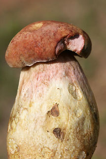 Patriotic Bolete (Boletus patrioticus) Nonstaining boletes found growing in grass/soil in a farm habitat in NE Alabama (Etowah County).

Flesh: Pink (turns slightly darker pink when cut)
Flesh of stipe: Yellow to pink
Pore surface: Immature?, yellow (see photo)

This may or may not be the southeastern doppelganger of Boletus patrioticus. It doesn't exhibit the same staining that is typical of B. patrioticus!
https://www.jungledragon.com/image/63064/patriotic_bolete_boletus_patrioticus.html Boletus patrioticus,Geotagged,Patriotic Bolete,Summer,United States,bolete,fungi,fungus,mushroom,mushrooms