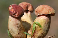 Patriotic Bolete (Boletus patrioticus) Nonstaining boletes found growing in grass/soil in a farm habitat in NE Alabama (Etowah County).<br />
<br />
Flesh: Pink (turns slightly darker pink when cut)<br />
Flesh of stipe: Yellow to pink<br />
Pore surface: Immature?, yellow (see photo)<br />
<br />
This may or may not be the southeastern doppelganger of Boletus patrioticus. It doesn't exhibit the same staining that is typical of B. patrioticus!<br />
https://www.jungledragon.com/image/63063/patriotic_bolete_boletus_patrioticus.html Boletus patrioticus,Geotagged,Patriotic Bolete,Summer,United States,bolete,fungi,fungus,mushroom,mushrooms