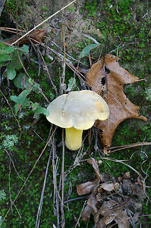 Ornate Bolete (Retiboletus ornatipes) Growing on a hillside in moss at the edge of a densely forested area in FLoyd County, GA.

Pileus: Brown with golden undertones. Dry. Slightly lumpy/bumpy. Iron Salt reaction-slightly deeper yellow. KOH-yellow to amber. Ammonia- orange to yellow to olive tones. Nonstaining.

Flesh-pale gold. Nontaining. Iron salts-Negative. KOH-Pale yellow to gray. Ammonia-gray/olive.

Pore surface- bright yellow. Stains amber when touched/cut. Iron salts-negative. KOH-yellow to dark orange. Ammonia-yellow to amber.

Flavor-Acrid.
https://www.jungledragon.com/image/63106/ornate_bolete_retiboletus_ornatipes.html
https://www.jungledragon.com/image/63107/ornate_bolete_retiboletus_ornatipes.html
https://www.jungledragon.com/image/63108/ornate_bolete_retiboletus_ornatipes.html Geotagged,Retiboletus ornatipes,Summer,United States