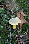 Ornate Bolete (Retiboletus ornatipes) Growing on a hillside in moss at the edge of a densely forested area in FLoyd County, GA.<br />
<br />
Pileus: Brown with golden undertones. Dry. Slightly lumpy/bumpy. Iron Salt reaction-slightly deeper yellow. KOH-yellow to amber. Ammonia- orange to yellow to olive tones. Nonstaining.<br />
<br />
Flesh-pale gold. Nontaining. Iron salts-Negative. KOH-Pale yellow to gray. Ammonia-gray/olive.<br />
<br />
Pore surface- bright yellow. Stains amber when touched/cut. Iron salts-negative. KOH-yellow to dark orange. Ammonia-yellow to amber.<br />
<br />
Flavor-Acrid.<br />
https://www.jungledragon.com/image/63106/ornate_bolete_retiboletus_ornatipes.html<br />
https://www.jungledragon.com/image/63107/ornate_bolete_retiboletus_ornatipes.html<br />
https://www.jungledragon.com/image/63108/ornate_bolete_retiboletus_ornatipes.html Geotagged,Retiboletus ornatipes,Summer,United States