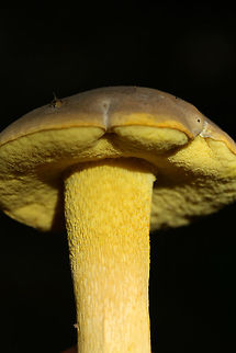 Ornate Bolete (Retiboletus ornatipes) Growing on a hillside in moss at the edge of a densely forested area in FLoyd County, GA.

Pileus: Brown with golden undertones. Dry. Slightly lumpy/bumpy. Iron Salt reaction-slightly deeper yellow. KOH-yellow to amber. Ammonia- orange to yellow to olive tones. Nonstaining.

Flesh-pale gold. Nontaining. Iron salts-Negative. KOH-Pale yellow to gray. Ammonia-gray/olive.

Pore surface- bright yellow. Stains amber when touched/cut. Iron salts-negative. KOH-yellow to dark orange. Ammonia-yellow to amber.

Flavor-Acrid.
https://www.jungledragon.com/image/63105/ornate_bolete_retiboletus_ornatipes.html
https://www.jungledragon.com/image/63107/ornate_bolete_retiboletus_ornatipes.html
https://www.jungledragon.com/image/63108/ornate_bolete_retiboletus_ornatipes.html Geotagged,Retiboletus ornatipes,Summer,United States