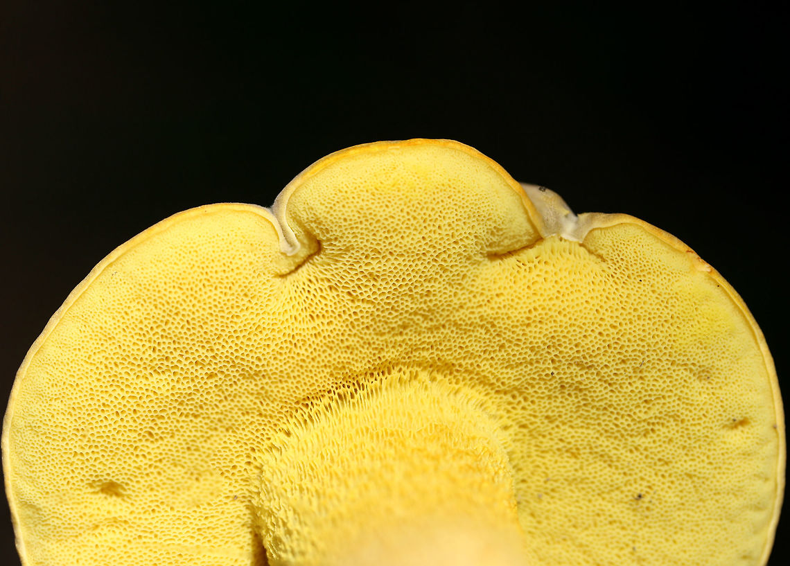 Ornate Bolete (Retiboletus ornatipes) Growing on a hillside in moss at the edge of a densely forested area in FLoyd County, GA.<br />
<br />
Pileus: Brown with golden undertones. Dry. Slightly lumpy/bumpy. Iron Salt reaction-slightly deeper yellow. KOH-yellow to amber. Ammonia- orange to yellow to olive tones. Nonstaining.<br />
<br />
Flesh-pale gold. Nontaining. Iron salts-Negative. KOH-Pale yellow to gray. Ammonia-gray/olive.<br />
<br />
Pore surface- bright yellow. Stains amber when touched/cut. Iron salts-negative. KOH-yellow to dark orange. Ammonia-yellow to amber.<br />
<br />
Flavor-Acrid.<br />
<figure class="photo"><a href="https://www.jungledragon.com/image/63105/ornate_bolete_retiboletus_ornatipes.html" title="Ornate Bolete (Retiboletus ornatipes)"><img src="https://s3.amazonaws.com/media.jungledragon.com/images/3231/63105_thumb.jpg?AWSAccessKeyId=05GMT0V3GWVNE7GGM1R2&Expires=1763596810&Signature=pqrACSbKmzsHdtWCMjRqYD%2Fo2OY%3D" width="102" height="152" alt="Ornate Bolete (Retiboletus ornatipes) Growing on a hillside in moss at the edge of a densely forested area in FLoyd County, GA.<br />
<br />
Pileus: Brown with golden undertones. Dry. Slightly lumpy/bumpy. Iron Salt reaction-slightly deeper yellow. KOH-yellow to amber. Ammonia- orange to yellow to olive tones. Nonstaining.<br />
<br />
Flesh-pale gold. Nontaining. Iron salts-Negative. KOH-Pale yellow to gray. Ammonia-gray/olive.<br />
<br />
Pore surface- bright yellow. Stains amber when touched/cut. Iron salts-negative. KOH-yellow to dark orange. Ammonia-yellow to amber.<br />
<br />
Flavor-Acrid.<br />
https://www.jungledragon.com/image/63106/ornate_bolete_retiboletus_ornatipes.html<br />
https://www.jungledragon.com/image/63107/ornate_bolete_retiboletus_ornatipes.html<br />
https://www.jungledragon.com/image/63108/ornate_bolete_retiboletus_ornatipes.html Geotagged,Retiboletus ornatipes,Summer,United States" /></a></figure><br />
<figure class="photo"><a href="https://www.jungledragon.com/image/63106/ornate_bolete_retiboletus_ornatipes.html" title="Ornate Bolete (Retiboletus ornatipes)"><img src="https://s3.amazonaws.com/media.jungledragon.com/images/3231/63106_thumb.jpg?AWSAccessKeyId=05GMT0V3GWVNE7GGM1R2&Expires=1763596810&Signature=nU0jMQIIdxvZn9TtdrYcrhVqjAQ%3D" width="102" height="152" alt="Ornate Bolete (Retiboletus ornatipes) Growing on a hillside in moss at the edge of a densely forested area in FLoyd County, GA.<br />
<br />
Pileus: Brown with golden undertones. Dry. Slightly lumpy/bumpy. Iron Salt reaction-slightly deeper yellow. KOH-yellow to amber. Ammonia- orange to yellow to olive tones. Nonstaining.<br />
<br />
Flesh-pale gold. Nontaining. Iron salts-Negative. KOH-Pale yellow to gray. Ammonia-gray/olive.<br />
<br />
Pore surface- bright yellow. Stains amber when touched/cut. Iron salts-negative. KOH-yellow to dark orange. Ammonia-yellow to amber.<br />
<br />
Flavor-Acrid.<br />
https://www.jungledragon.com/image/63105/ornate_bolete_retiboletus_ornatipes.html<br />
https://www.jungledragon.com/image/63107/ornate_bolete_retiboletus_ornatipes.html<br />
https://www.jungledragon.com/image/63108/ornate_bolete_retiboletus_ornatipes.html Geotagged,Retiboletus ornatipes,Summer,United States" /></a></figure><br />
<figure class="photo"><a href="https://www.jungledragon.com/image/63108/ornate_bolete_retiboletus_ornatipes.html" title="Ornate Bolete (Retiboletus ornatipes)"><img src="https://s3.amazonaws.com/media.jungledragon.com/images/3231/63108_thumb.jpg?AWSAccessKeyId=05GMT0V3GWVNE7GGM1R2&Expires=1763596810&Signature=uO1Vdv64jd9L6CbH8Y1Dw9oAaS8%3D" width="200" height="134" alt="Ornate Bolete (Retiboletus ornatipes) Growing on a hillside in moss at the edge of a densely forested area in FLoyd County, GA.<br />
<br />
Pileus: Brown with golden undertones. Dry. Slightly lumpy/bumpy. Iron Salt reaction-slightly deeper yellow. KOH-yellow to amber. Ammonia- orange to yellow to olive tones. Nonstaining.<br />
<br />
Flesh-pale gold. Nontaining. Iron salts-Negative. KOH-Pale yellow to gray. Ammonia-gray/olive.<br />
<br />
Pore surface- bright yellow. Stains amber when touched/cut. Iron salts-negative. KOH-yellow to dark orange. Ammonia-yellow to amber.<br />
<br />
Flavor-Acrid.<br />
https://www.jungledragon.com/image/63106/ornate_bolete_retiboletus_ornatipes.html<br />
https://www.jungledragon.com/image/63107/ornate_bolete_retiboletus_ornatipes.html<br />
https://www.jungledragon.com/image/63105/ornate_bolete_retiboletus_ornatipes.html Geotagged,Retiboletus ornatipes,Summer,United States" /></a></figure> Geotagged,Retiboletus ornatipes,Summer,United States