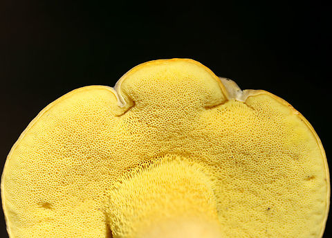 Ornate Bolete (Retiboletus ornatipes) Growing on a hillside in moss at the edge of a densely forested area in FLoyd County, GA.

Pileus: Brown with golden undertones. Dry. Slightly lumpy/bumpy. Iron Salt reaction-slightly deeper yellow. KOH-yellow to amber. Ammonia- orange to yellow to olive tones. Nonstaining.

Flesh-pale gold. Nontaining. Iron salts-Negative. KOH-Pale yellow to gray. Ammonia-gray/olive.

Pore surface- bright yellow. Stains amber when touched/cut. Iron salts-negative. KOH-yellow to dark orange. Ammonia-yellow to amber.

Flavor-Acrid.
https://www.jungledragon.com/image/63105/ornate_bolete_retiboletus_ornatipes.html
https://www.jungledragon.com/image/63106/ornate_bolete_retiboletus_ornatipes.html
https://www.jungledragon.com/image/63108/ornate_bolete_retiboletus_ornatipes.html Geotagged,Retiboletus ornatipes,Summer,United States