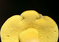 Ornate Bolete (Retiboletus ornatipes) Growing on a hillside in moss at the edge of a densely forested area in FLoyd County, GA.<br />
<br />
Pileus: Brown with golden undertones. Dry. Slightly lumpy/bumpy. Iron Salt reaction-slightly deeper yellow. KOH-yellow to amber. Ammonia- orange to yellow to olive tones. Nonstaining.<br />
<br />
Flesh-pale gold. Nontaining. Iron salts-Negative. KOH-Pale yellow to gray. Ammonia-gray/olive.<br />
<br />
Pore surface- bright yellow. Stains amber when touched/cut. Iron salts-negative. KOH-yellow to dark orange. Ammonia-yellow to amber.<br />
<br />
Flavor-Acrid.<br />
https://www.jungledragon.com/image/63105/ornate_bolete_retiboletus_ornatipes.html<br />
https://www.jungledragon.com/image/63106/ornate_bolete_retiboletus_ornatipes.html<br />
https://www.jungledragon.com/image/63108/ornate_bolete_retiboletus_ornatipes.html Geotagged,Retiboletus ornatipes,Summer,United States