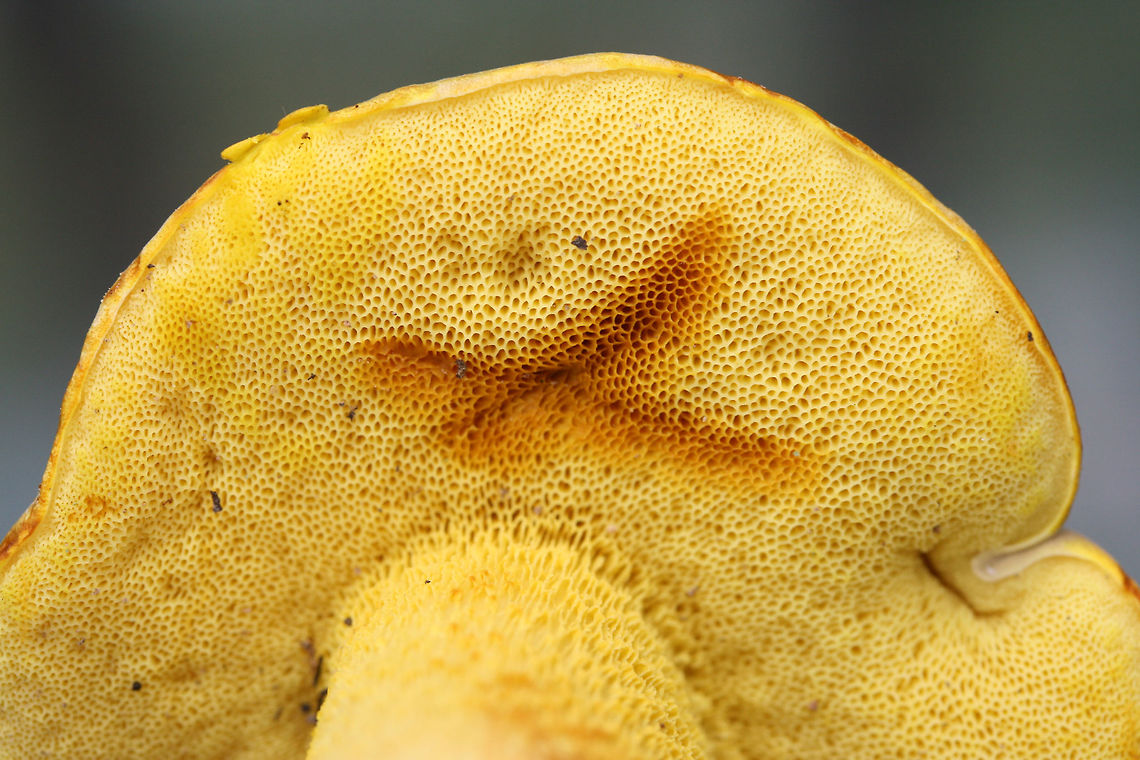 Ornate Bolete (Retiboletus ornatipes) Growing on a hillside in moss at the edge of a densely forested area in FLoyd County, GA.<br />
<br />
Pileus: Brown with golden undertones. Dry. Slightly lumpy/bumpy. Iron Salt reaction-slightly deeper yellow. KOH-yellow to amber. Ammonia- orange to yellow to olive tones. Nonstaining.<br />
<br />
Flesh-pale gold. Nontaining. Iron salts-Negative. KOH-Pale yellow to gray. Ammonia-gray/olive.<br />
<br />
Pore surface- bright yellow. Stains amber when touched/cut. Iron salts-negative. KOH-yellow to dark orange. Ammonia-yellow to amber.<br />
<br />
Flavor-Acrid.<br />
<figure class="photo"><a href="https://www.jungledragon.com/image/63106/ornate_bolete_retiboletus_ornatipes.html" title="Ornate Bolete (Retiboletus ornatipes)"><img src="https://s3.amazonaws.com/media.jungledragon.com/images/3231/63106_thumb.jpg?AWSAccessKeyId=05GMT0V3GWVNE7GGM1R2&Expires=1759968010&Signature=mucQFI6bJLtZzZlCS%2B0N%2F7xqFSQ%3D" width="102" height="152" alt="Ornate Bolete (Retiboletus ornatipes) Growing on a hillside in moss at the edge of a densely forested area in FLoyd County, GA.<br />
<br />
Pileus: Brown with golden undertones. Dry. Slightly lumpy/bumpy. Iron Salt reaction-slightly deeper yellow. KOH-yellow to amber. Ammonia- orange to yellow to olive tones. Nonstaining.<br />
<br />
Flesh-pale gold. Nontaining. Iron salts-Negative. KOH-Pale yellow to gray. Ammonia-gray/olive.<br />
<br />
Pore surface- bright yellow. Stains amber when touched/cut. Iron salts-negative. KOH-yellow to dark orange. Ammonia-yellow to amber.<br />
<br />
Flavor-Acrid.<br />
https://www.jungledragon.com/image/63105/ornate_bolete_retiboletus_ornatipes.html<br />
https://www.jungledragon.com/image/63107/ornate_bolete_retiboletus_ornatipes.html<br />
https://www.jungledragon.com/image/63108/ornate_bolete_retiboletus_ornatipes.html Geotagged,Retiboletus ornatipes,Summer,United States" /></a></figure><br />
<figure class="photo"><a href="https://www.jungledragon.com/image/63107/ornate_bolete_retiboletus_ornatipes.html" title="Ornate Bolete (Retiboletus ornatipes)"><img src="https://s3.amazonaws.com/media.jungledragon.com/images/3231/63107_thumb.jpg?AWSAccessKeyId=05GMT0V3GWVNE7GGM1R2&Expires=1759968010&Signature=xMCG%2BPWnz%2B16K0M2tqQv%2BfyYuMc%3D" width="200" height="144" alt="Ornate Bolete (Retiboletus ornatipes) Growing on a hillside in moss at the edge of a densely forested area in FLoyd County, GA.<br />
<br />
Pileus: Brown with golden undertones. Dry. Slightly lumpy/bumpy. Iron Salt reaction-slightly deeper yellow. KOH-yellow to amber. Ammonia- orange to yellow to olive tones. Nonstaining.<br />
<br />
Flesh-pale gold. Nontaining. Iron salts-Negative. KOH-Pale yellow to gray. Ammonia-gray/olive.<br />
<br />
Pore surface- bright yellow. Stains amber when touched/cut. Iron salts-negative. KOH-yellow to dark orange. Ammonia-yellow to amber.<br />
<br />
Flavor-Acrid.<br />
https://www.jungledragon.com/image/63105/ornate_bolete_retiboletus_ornatipes.html<br />
https://www.jungledragon.com/image/63106/ornate_bolete_retiboletus_ornatipes.html<br />
https://www.jungledragon.com/image/63108/ornate_bolete_retiboletus_ornatipes.html Geotagged,Retiboletus ornatipes,Summer,United States" /></a></figure><br />
<figure class="photo"><a href="https://www.jungledragon.com/image/63105/ornate_bolete_retiboletus_ornatipes.html" title="Ornate Bolete (Retiboletus ornatipes)"><img src="https://s3.amazonaws.com/media.jungledragon.com/images/3231/63105_thumb.jpg?AWSAccessKeyId=05GMT0V3GWVNE7GGM1R2&Expires=1759968010&Signature=2BecnqLhFBl9r07OZV2aQxe1dNY%3D" width="102" height="152" alt="Ornate Bolete (Retiboletus ornatipes) Growing on a hillside in moss at the edge of a densely forested area in FLoyd County, GA.<br />
<br />
Pileus: Brown with golden undertones. Dry. Slightly lumpy/bumpy. Iron Salt reaction-slightly deeper yellow. KOH-yellow to amber. Ammonia- orange to yellow to olive tones. Nonstaining.<br />
<br />
Flesh-pale gold. Nontaining. Iron salts-Negative. KOH-Pale yellow to gray. Ammonia-gray/olive.<br />
<br />
Pore surface- bright yellow. Stains amber when touched/cut. Iron salts-negative. KOH-yellow to dark orange. Ammonia-yellow to amber.<br />
<br />
Flavor-Acrid.<br />
https://www.jungledragon.com/image/63106/ornate_bolete_retiboletus_ornatipes.html<br />
https://www.jungledragon.com/image/63107/ornate_bolete_retiboletus_ornatipes.html<br />
https://www.jungledragon.com/image/63108/ornate_bolete_retiboletus_ornatipes.html Geotagged,Retiboletus ornatipes,Summer,United States" /></a></figure> Geotagged,Retiboletus ornatipes,Summer,United States
