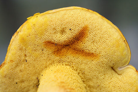 Ornate Bolete (Retiboletus ornatipes) Growing on a hillside in moss at the edge of a densely forested area in FLoyd County, GA.

Pileus: Brown with golden undertones. Dry. Slightly lumpy/bumpy. Iron Salt reaction-slightly deeper yellow. KOH-yellow to amber. Ammonia- orange to yellow to olive tones. Nonstaining.

Flesh-pale gold. Nontaining. Iron salts-Negative. KOH-Pale yellow to gray. Ammonia-gray/olive.

Pore surface- bright yellow. Stains amber when touched/cut. Iron salts-negative. KOH-yellow to dark orange. Ammonia-yellow to amber.

Flavor-Acrid.
https://www.jungledragon.com/image/63106/ornate_bolete_retiboletus_ornatipes.html
https://www.jungledragon.com/image/63107/ornate_bolete_retiboletus_ornatipes.html
https://www.jungledragon.com/image/63105/ornate_bolete_retiboletus_ornatipes.html Geotagged,Retiboletus ornatipes,Summer,United States