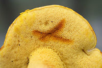 Ornate Bolete (Retiboletus ornatipes) Growing on a hillside in moss at the edge of a densely forested area in FLoyd County, GA.<br />
<br />
Pileus: Brown with golden undertones. Dry. Slightly lumpy/bumpy. Iron Salt reaction-slightly deeper yellow. KOH-yellow to amber. Ammonia- orange to yellow to olive tones. Nonstaining.<br />
<br />
Flesh-pale gold. Nontaining. Iron salts-Negative. KOH-Pale yellow to gray. Ammonia-gray/olive.<br />
<br />
Pore surface- bright yellow. Stains amber when touched/cut. Iron salts-negative. KOH-yellow to dark orange. Ammonia-yellow to amber.<br />
<br />
Flavor-Acrid.<br />
https://www.jungledragon.com/image/63106/ornate_bolete_retiboletus_ornatipes.html<br />
https://www.jungledragon.com/image/63107/ornate_bolete_retiboletus_ornatipes.html<br />
https://www.jungledragon.com/image/63105/ornate_bolete_retiboletus_ornatipes.html Geotagged,Retiboletus ornatipes,Summer,United States