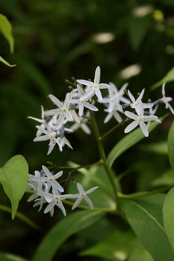 Wideleaf Eastern Blue-Star (Amsonia tabernaemontana tabernaemontana) Growing in a State Park in Dawson County, Georgia.<br />
<br />
Sorting through old photos from past hikes, so please excuse the low quality! This one is from 2009!<br />
<br />
 Amsonia tabernaemontana,Eastern Bluestar,Geotagged,Spring,United States