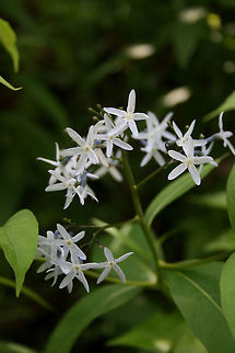 Wideleaf Eastern Blue-Star (Amsonia tabernaemontana tabernaemontana) Growing in a State Park in Dawson County, Georgia.

Sorting through old photos from past hikes, so please excuse the low quality! This one is from 2009!

 Amsonia tabernaemontana,Eastern Bluestar,Geotagged,Spring,United States