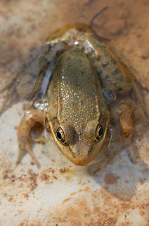 Northern Green Frog (Lithobates clamitans melanota) Another frog we rescued from the deep holes we are digging for the structure going up over our camper. At the edge of a dense mixed hardwood/coniferous forest. This guy was 1.5-2 inches in length. Geotagged,Lithobates clamitans melanota,Northern green frog,Summer,United States