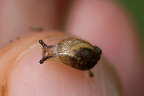 Succineid Snail - Family Succineidae Pretty little snail that hitchhiked onto my thumb when I was digging in the dirt and examining some mushrooms. Gordon County, Georgia, US. July 2, 2018.

Any ID help is much appreciated! 

Yes, I know my fingernails are dirty! I was digging in the dirt! :D And, yes, this guy pooped on me!
https://www.jungledragon.com/image/63133/unknown_snail.html Geotagged,Land Snails,Summer,United States,gastropod,gastropoda,mollusca,snail,snails