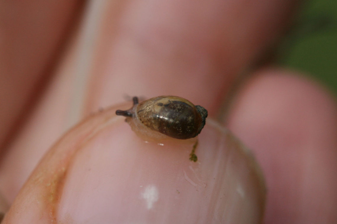 Succineid Snail - Family Succineidae Pretty little snail that hitchhiked onto my thumb when I was digging in the dirt and examining some mushrooms. Gordon County, Georgia, US. July 2, 2018.<br />
<br />
Any ID help is much appreciated! <br />
<br />
Yes, I know my fingernails are dirty! I was digging in the dirt! :D And, yes, this guy pooped on me!<br />
<figure class="photo"><a href="https://www.jungledragon.com/image/63132/succineid_snail_-_family_succineidae.html" title="Succineid Snail - Family Succineidae"><img src="https://s3.amazonaws.com/media.jungledragon.com/images/3231/63132_thumb.jpg?AWSAccessKeyId=05GMT0V3GWVNE7GGM1R2&Expires=1759968010&Signature=t9%2BlEjKyb8Hp%2BvPhzs3bk13pW6c%3D" width="200" height="134" alt="Succineid Snail - Family Succineidae Pretty little snail that hitchhiked onto my thumb when I was digging in the dirt and examining some mushrooms. Gordon County, Georgia, US. July 2, 2018.<br />
<br />
Any ID help is much appreciated! <br />
<br />
Yes, I know my fingernails are dirty! I was digging in the dirt! :D And, yes, this guy pooped on me!<br />
https://www.jungledragon.com/image/63133/unknown_snail.html Geotagged,Land Snails,Summer,United States,gastropod,gastropoda,mollusca,snail,snails" /></a></figure> Geotagged,Summer,United States