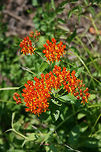 Butterfly Milkweed (Asclepias tuberosa) Growing on a roadside in Gordon County, GA. June 2009.<br />
https://www.jungledragon.com/image/63151/butterfly_milkweed_asclepias_tuberosa.html<br />
https://www.jungledragon.com/image/63149/butterfly_milkweed_asclepias_tuberosa.html<br />
<br />
A lovely visitor, the Orange Sulphur butterfly:<br />
https://www.jungledragon.com/image/63152/orange_sulphur_colias_eurytheme.html Asclepias tuberosa,Geotagged,Summer,United States