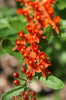 Butterfly Milkweed (Asclepias tuberosa) Growing on a roadside in Gordon County, GA. June 2009.
https://www.jungledragon.com/image/63148/butterfly_milkweed_asclepias_tuberosa.html
https://www.jungledragon.com/image/63151/butterfly_milkweed_asclepias_tuberosa.html

A lovely visitor, the Orange Sulphur butterfly:
https://www.jungledragon.com/image/63152/orange_sulphur_colias_eurytheme.html Asclepias tuberosa,Geotagged,Summer,United States
