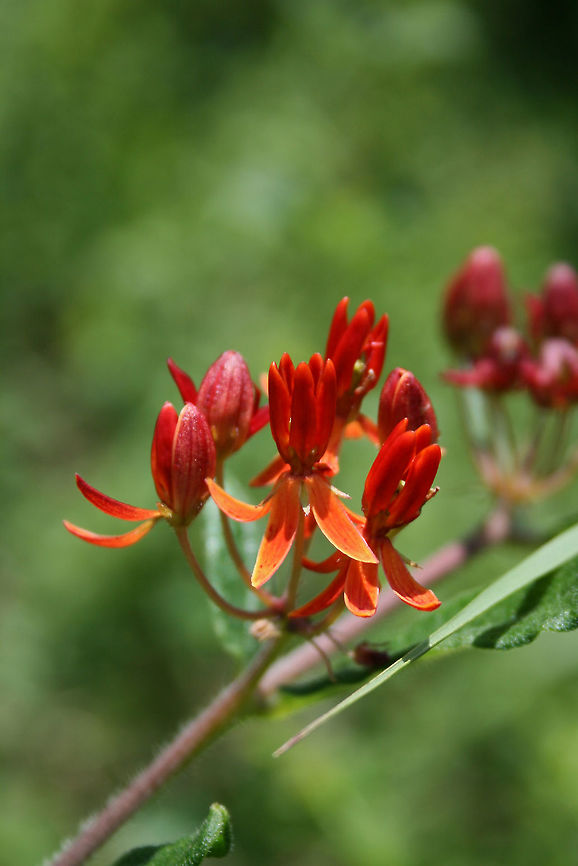 Butterfly Milkweed (Asclepias tuberosa) Growing on a roadside in Gordon County, GA. June 2009.<br />
<figure class="photo"><a href="https://www.jungledragon.com/image/63148/butterfly_milkweed_asclepias_tuberosa.html" title="Butterfly Milkweed (Asclepias tuberosa)"><img src="https://s3.amazonaws.com/media.jungledragon.com/images/3231/63148_thumb.jpg?AWSAccessKeyId=05GMT0V3GWVNE7GGM1R2&Expires=1759968010&Signature=i8LUKpvA46jGYu6Gu8iDpz1y%2B%2Fk%3D" width="102" height="152" alt="Butterfly Milkweed (Asclepias tuberosa) Growing on a roadside in Gordon County, GA. June 2009.<br />
https://www.jungledragon.com/image/63151/butterfly_milkweed_asclepias_tuberosa.html<br />
https://www.jungledragon.com/image/63149/butterfly_milkweed_asclepias_tuberosa.html<br />
<br />
A lovely visitor, the Orange Sulphur butterfly:<br />
https://www.jungledragon.com/image/63152/orange_sulphur_colias_eurytheme.html Asclepias tuberosa,Geotagged,Summer,United States" /></a></figure><br />
<figure class="photo"><a href="https://www.jungledragon.com/image/63149/butterfly_milkweed_asclepias_tuberosa.html" title="Butterfly Milkweed (Asclepias tuberosa)"><img src="https://s3.amazonaws.com/media.jungledragon.com/images/3231/63149_thumb.jpg?AWSAccessKeyId=05GMT0V3GWVNE7GGM1R2&Expires=1759968010&Signature=SGA3knJP3ty%2F4%2BhK7KODaS6GDGE%3D" width="102" height="152" alt="Butterfly Milkweed (Asclepias tuberosa) Growing on a roadside in Gordon County, GA. June 2009.<br />
https://www.jungledragon.com/image/63148/butterfly_milkweed_asclepias_tuberosa.html<br />
https://www.jungledragon.com/image/63151/butterfly_milkweed_asclepias_tuberosa.html<br />
<br />
A lovely visitor, the Orange Sulphur butterfly:<br />
https://www.jungledragon.com/image/63152/orange_sulphur_colias_eurytheme.html Asclepias tuberosa,Geotagged,Summer,United States" /></a></figure><br />
<br />
A lovely visitor, the Orange Sulphur butterfly:<br />
<figure class="photo"><a href="https://www.jungledragon.com/image/63152/orange_sulphur_colias_eurytheme.html" title="Orange Sulphur (Colias eurytheme)"><img src="https://s3.amazonaws.com/media.jungledragon.com/images/3231/63152_thumb.jpg?AWSAccessKeyId=05GMT0V3GWVNE7GGM1R2&Expires=1759968010&Signature=bMYsh7jtYPeB5ArDcejWpDpqqBU%3D" width="102" height="152" alt="Orange Sulphur (Colias eurytheme) Nectaring on Butterfly Milkweed (Asclepias tuberosa) on a roadside in Gordon County, GA.<br />
<br />
The host plant:<br />
https://www.jungledragon.com/image/63148/butterfly_milkweed_asclepias_tuberosa.html<br />
https://www.jungledragon.com/image/63151/butterfly_milkweed_asclepias_tuberosa.html<br />
https://www.jungledragon.com/image/63149/butterfly_milkweed_asclepias_tuberosa.html Colias eurytheme,Geotagged,Orange Sulphur,Summer,United States" /></a></figure> Asclepias tuberosa,Geotagged,Summer,United States