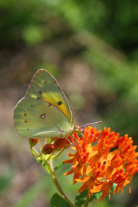 Orange Sulphur (Colias eurytheme) Nectaring on Butterfly Milkweed (Asclepias tuberosa) on a roadside in Gordon County, GA.<br />
<br />
The host plant:<br />
<figure class="photo"><a href="https://www.jungledragon.com/image/63148/butterfly_milkweed_asclepias_tuberosa.html" title="Butterfly Milkweed (Asclepias tuberosa)"><img src="https://s3.amazonaws.com/media.jungledragon.com/images/3231/63148_thumb.jpg?AWSAccessKeyId=05GMT0V3GWVNE7GGM1R2&Expires=1759968010&Signature=i8LUKpvA46jGYu6Gu8iDpz1y%2B%2Fk%3D" width="102" height="152" alt="Butterfly Milkweed (Asclepias tuberosa) Growing on a roadside in Gordon County, GA. June 2009.<br />
https://www.jungledragon.com/image/63151/butterfly_milkweed_asclepias_tuberosa.html<br />
https://www.jungledragon.com/image/63149/butterfly_milkweed_asclepias_tuberosa.html<br />
<br />
A lovely visitor, the Orange Sulphur butterfly:<br />
https://www.jungledragon.com/image/63152/orange_sulphur_colias_eurytheme.html Asclepias tuberosa,Geotagged,Summer,United States" /></a></figure><br />
<figure class="photo"><a href="https://www.jungledragon.com/image/63151/butterfly_milkweed_asclepias_tuberosa.html" title="Butterfly Milkweed (Asclepias tuberosa)"><img src="https://s3.amazonaws.com/media.jungledragon.com/images/3231/63151_thumb.jpg?AWSAccessKeyId=05GMT0V3GWVNE7GGM1R2&Expires=1759968010&Signature=6Db1s7aNOyuVF2dJJCrNYEWciYE%3D" width="102" height="152" alt="Butterfly Milkweed (Asclepias tuberosa) Growing on a roadside in Gordon County, GA. June 2009.<br />
https://www.jungledragon.com/image/63148/butterfly_milkweed_asclepias_tuberosa.html<br />
https://www.jungledragon.com/image/63149/butterfly_milkweed_asclepias_tuberosa.html<br />
<br />
A lovely visitor, the Orange Sulphur butterfly:<br />
https://www.jungledragon.com/image/63152/orange_sulphur_colias_eurytheme.html Asclepias tuberosa,Geotagged,Summer,United States" /></a></figure><br />
<figure class="photo"><a href="https://www.jungledragon.com/image/63149/butterfly_milkweed_asclepias_tuberosa.html" title="Butterfly Milkweed (Asclepias tuberosa)"><img src="https://s3.amazonaws.com/media.jungledragon.com/images/3231/63149_thumb.jpg?AWSAccessKeyId=05GMT0V3GWVNE7GGM1R2&Expires=1759968010&Signature=SGA3knJP3ty%2F4%2BhK7KODaS6GDGE%3D" width="102" height="152" alt="Butterfly Milkweed (Asclepias tuberosa) Growing on a roadside in Gordon County, GA. June 2009.<br />
https://www.jungledragon.com/image/63148/butterfly_milkweed_asclepias_tuberosa.html<br />
https://www.jungledragon.com/image/63151/butterfly_milkweed_asclepias_tuberosa.html<br />
<br />
A lovely visitor, the Orange Sulphur butterfly:<br />
https://www.jungledragon.com/image/63152/orange_sulphur_colias_eurytheme.html Asclepias tuberosa,Geotagged,Summer,United States" /></a></figure> Colias eurytheme,Geotagged,Orange Sulphur,Summer,United States