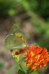 Orange Sulphur (Colias eurytheme) Nectaring on Butterfly Milkweed (Asclepias tuberosa) on a roadside in Gordon County, GA.<br />
<br />
The host plant:<br />
https://www.jungledragon.com/image/63148/butterfly_milkweed_asclepias_tuberosa.html<br />
https://www.jungledragon.com/image/63151/butterfly_milkweed_asclepias_tuberosa.html<br />
https://www.jungledragon.com/image/63149/butterfly_milkweed_asclepias_tuberosa.html Colias eurytheme,Geotagged,Orange Sulphur,Summer,United States