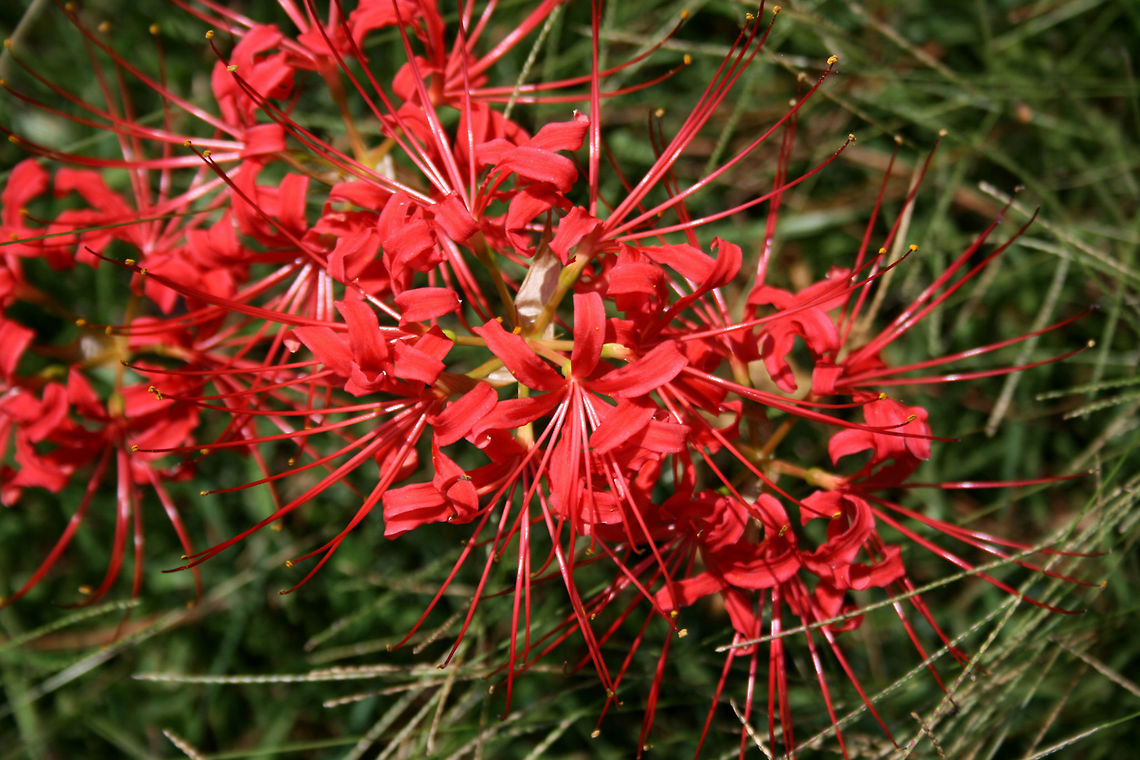 Hurricane Lily (Lycoris radiata) INTRODUCED. These red flowers can commonly be seen popping up in backyard habitats and roadsides in the Southeast in late summer to early fall, usually after heavy precipitation.  Geotagged,Lycoris radiata,Red spider lily,Summer,United States